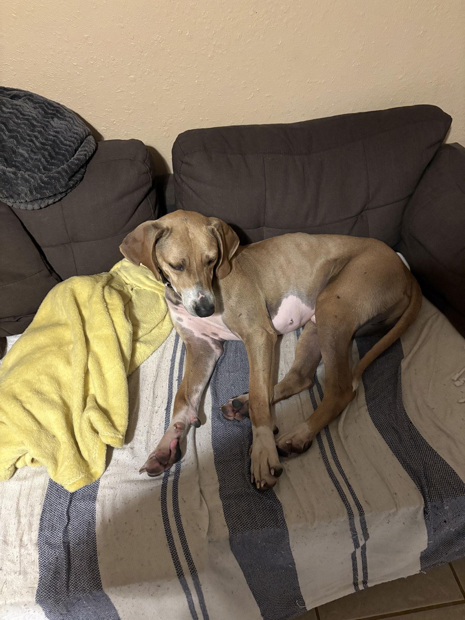 Enlarge Buck, a Adoptable mixed breed in The Woodlands, TX image 2/3