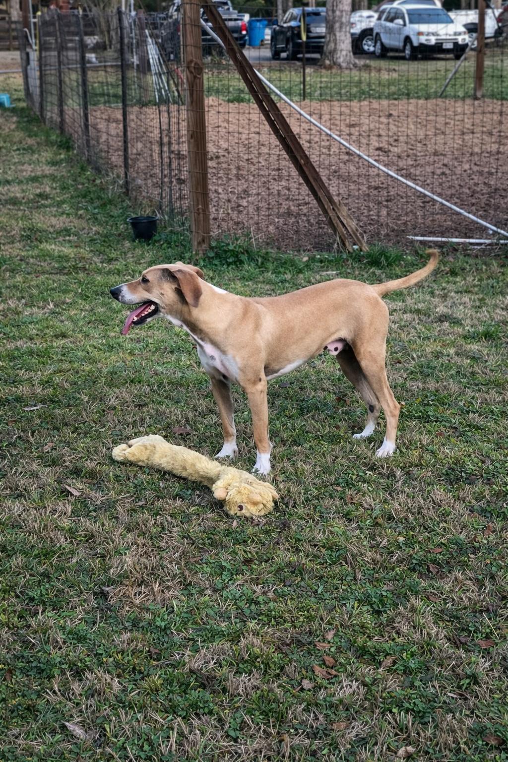 Enlarge Buck, a Adoptable mixed breed in The Woodlands, TX image 3/3