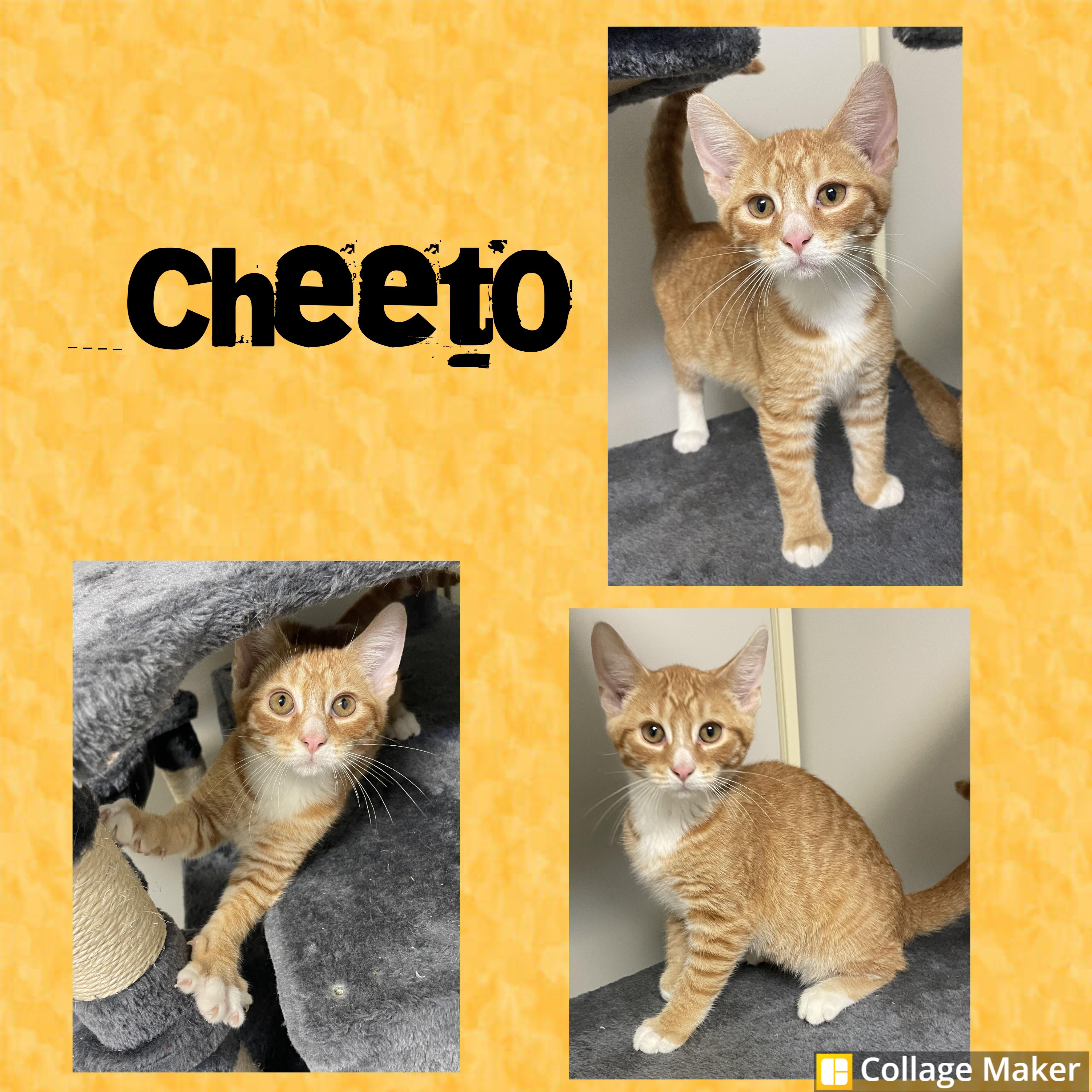 Cheeto
