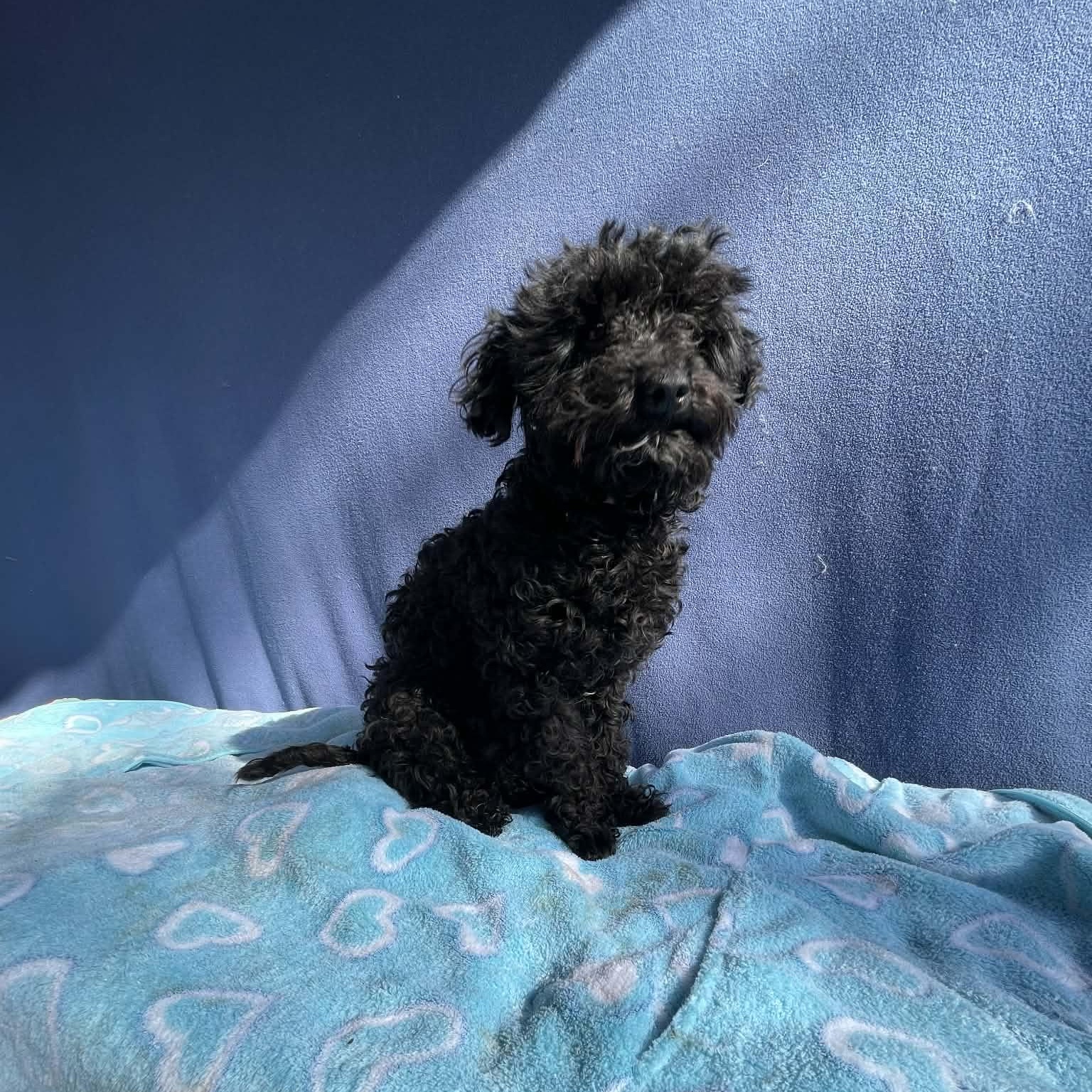 Enlarge Nancy, an adopted mixed breed in San Diego , CA image 4/4