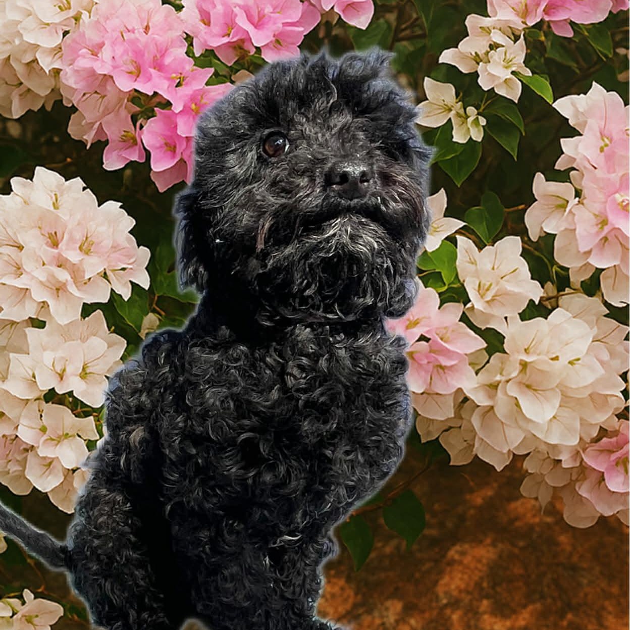 Enlarge Nancy, an adopted mixed breed in San Diego , CA image 1/4