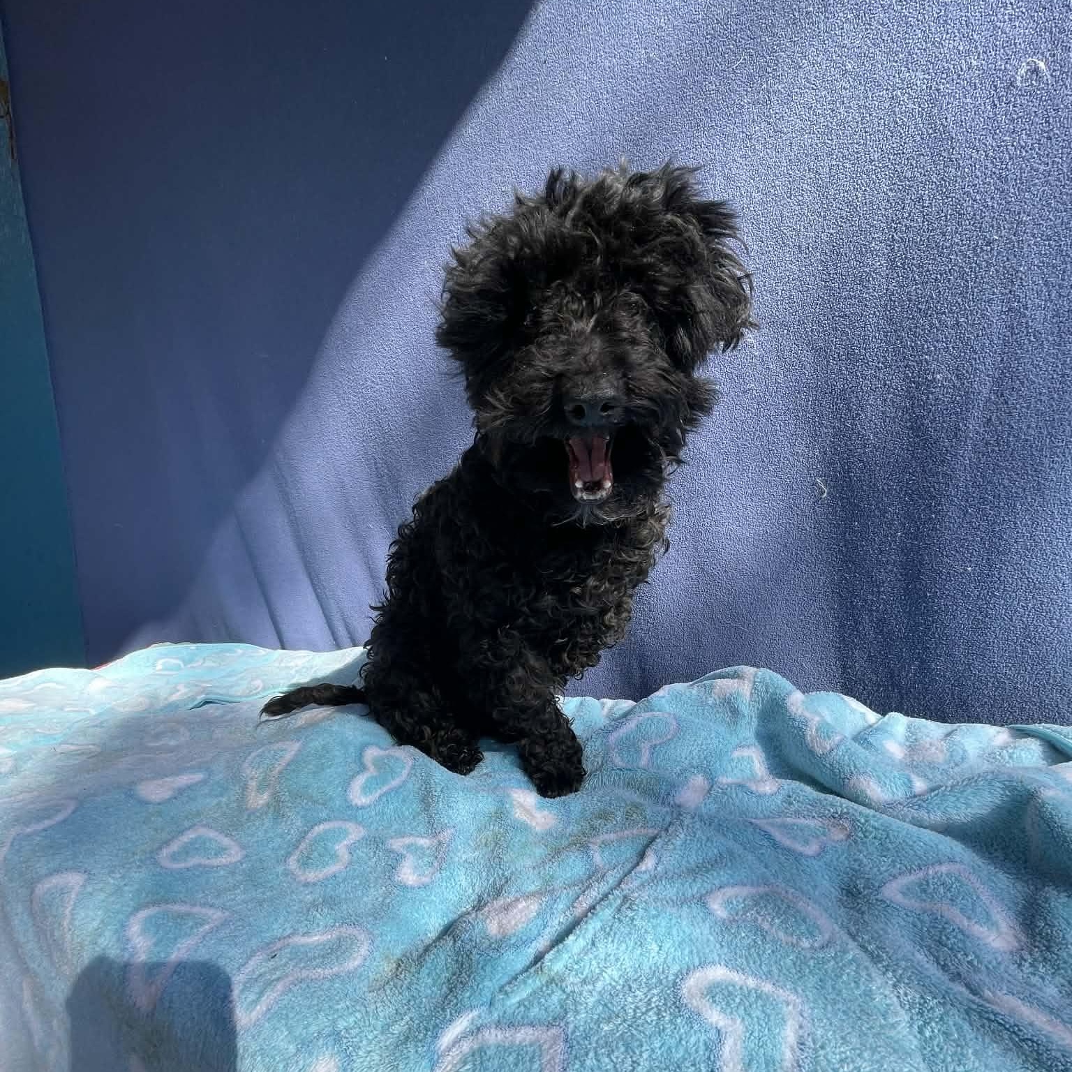 Enlarge Nancy, an adopted mixed breed in San Diego , CA image 3/4