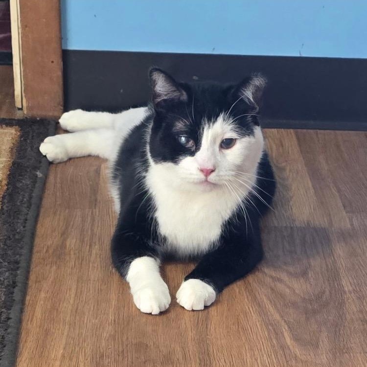 Axel, an adoptable Domestic Medium Hair in Midland, MI, 48642 | Photo Image 1