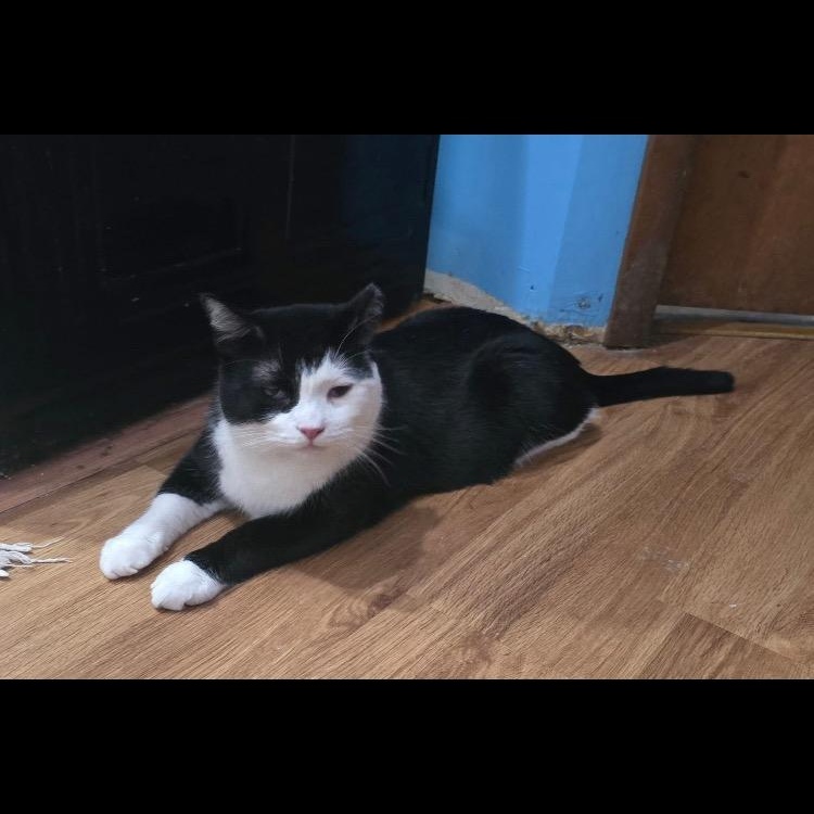 Axel, Adoptable, Adult Male Domestic Medium Hair.