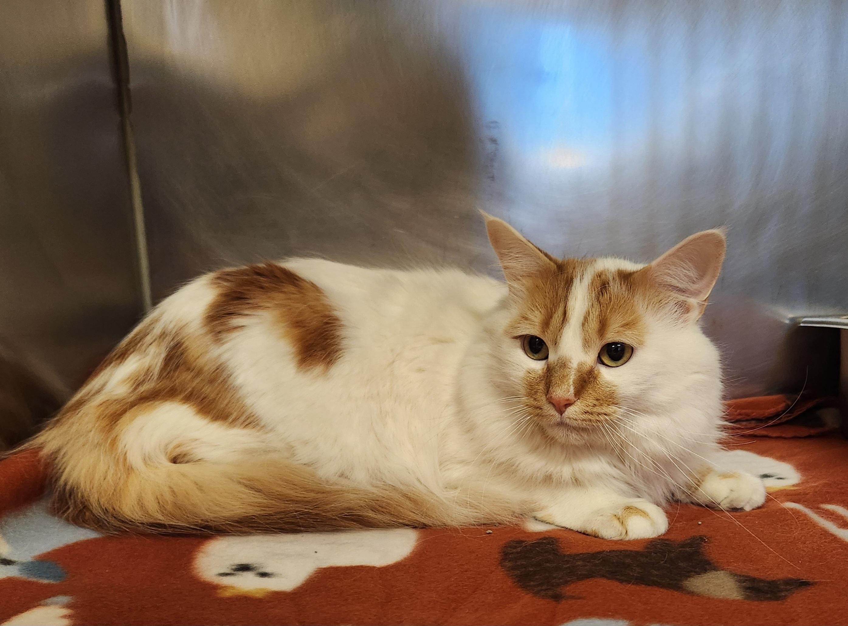 Kovu, ADOPTABLE, Adult Male Domestic Long Hair.