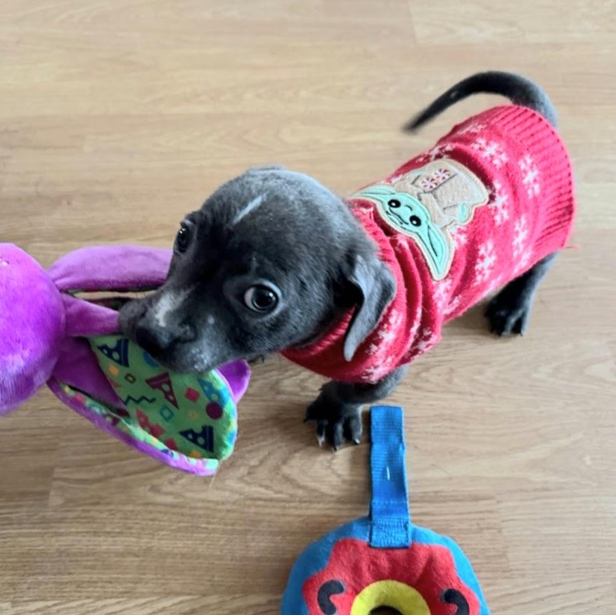 Enlarge Lil Chunk, a Adoptable mixed breed in Seattle, WA image 5/6