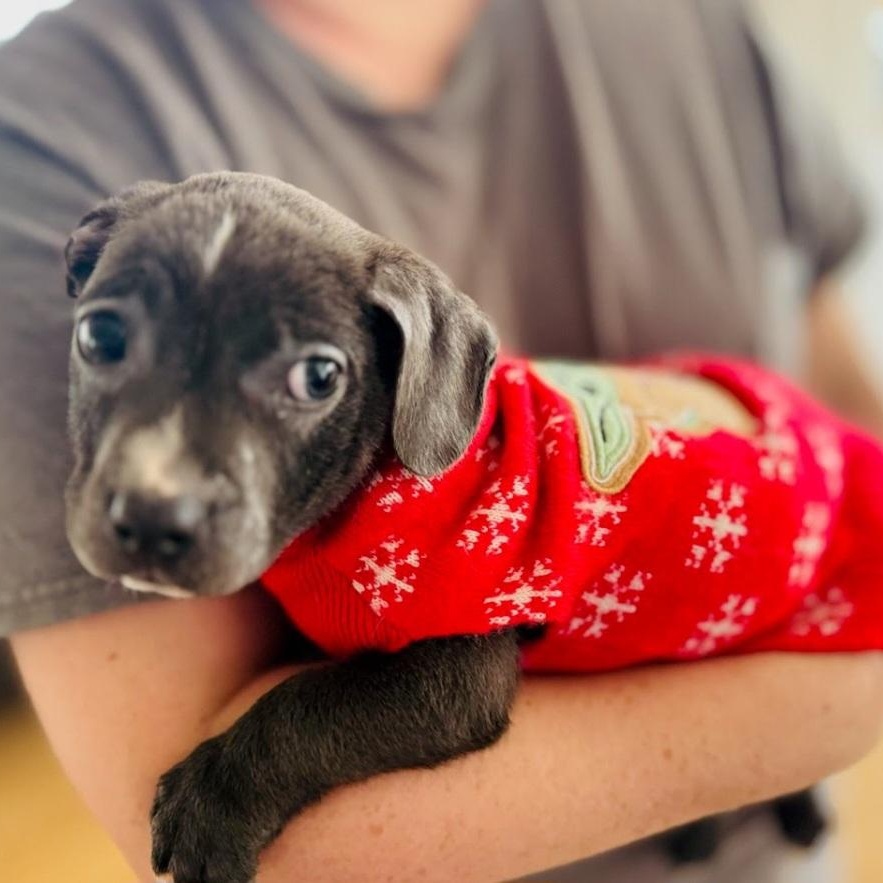 Enlarge Lil Chunk, a Adoptable mixed breed in Seattle, WA image 6/6