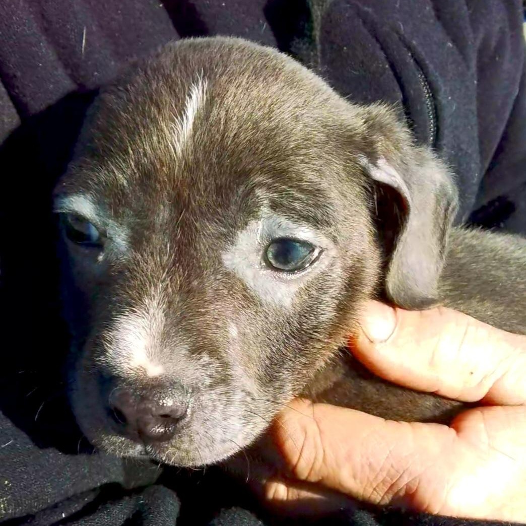 Enlarge Lil Chunk, a Adoptable mixed breed in Seattle, WA image 2/6