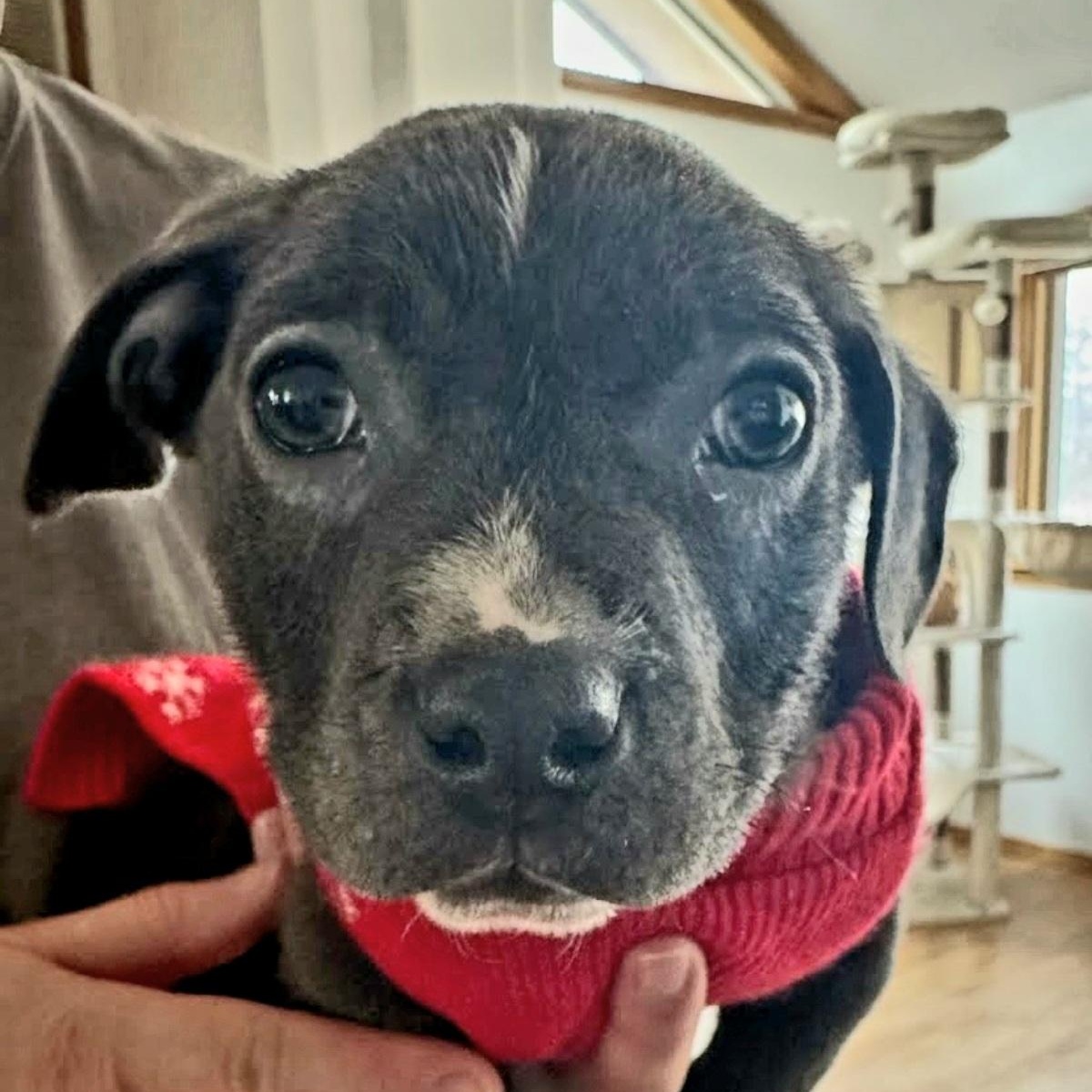 Lil Chunk, Adoptable, Puppy Male Dachshund.