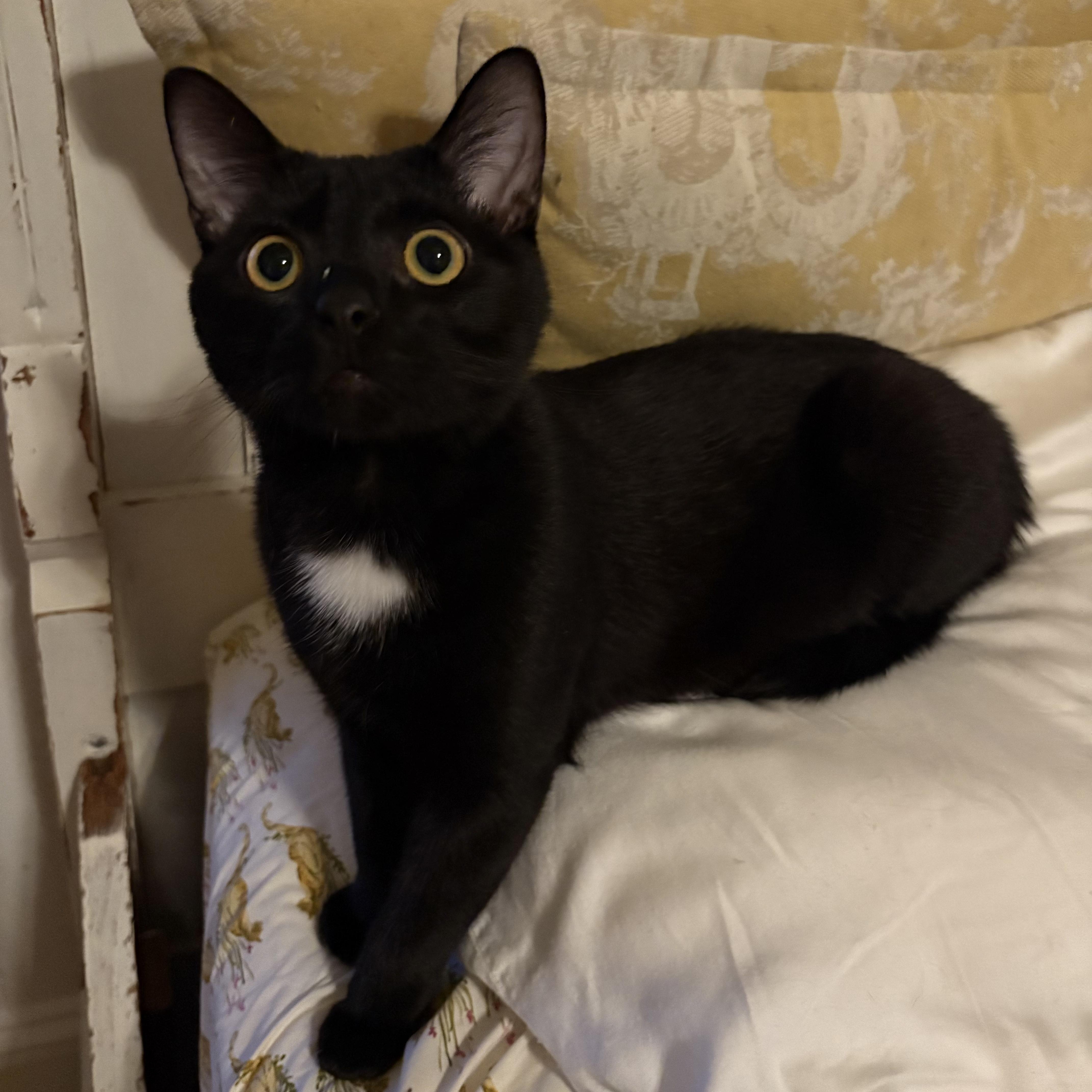 Enlarge Peter, an adopted Domestic Short Hair in LITTLE MOUNTAIN, SC image 4/5
