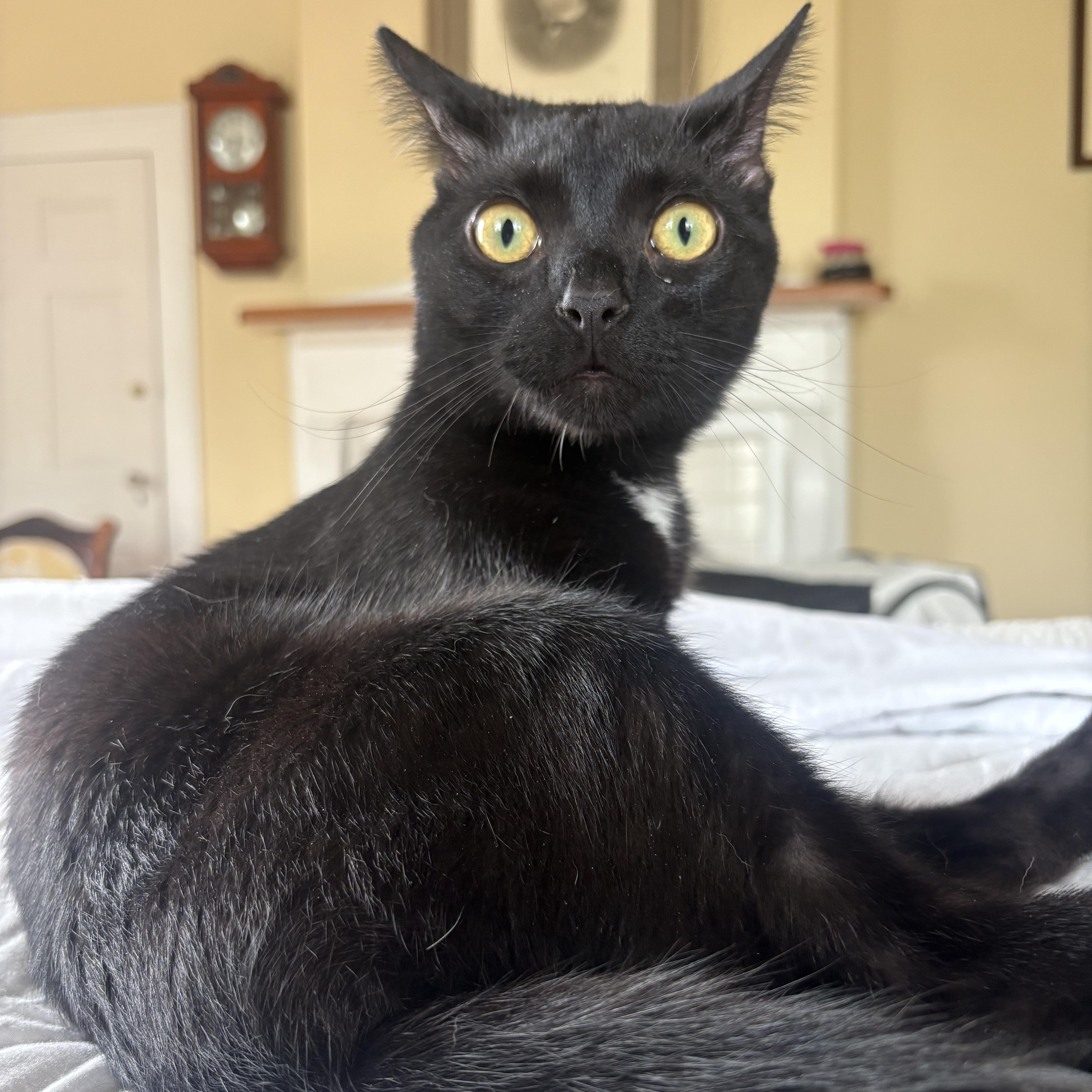 Enlarge Peter, an adopted Domestic Short Hair in LITTLE MOUNTAIN, SC image 1/5