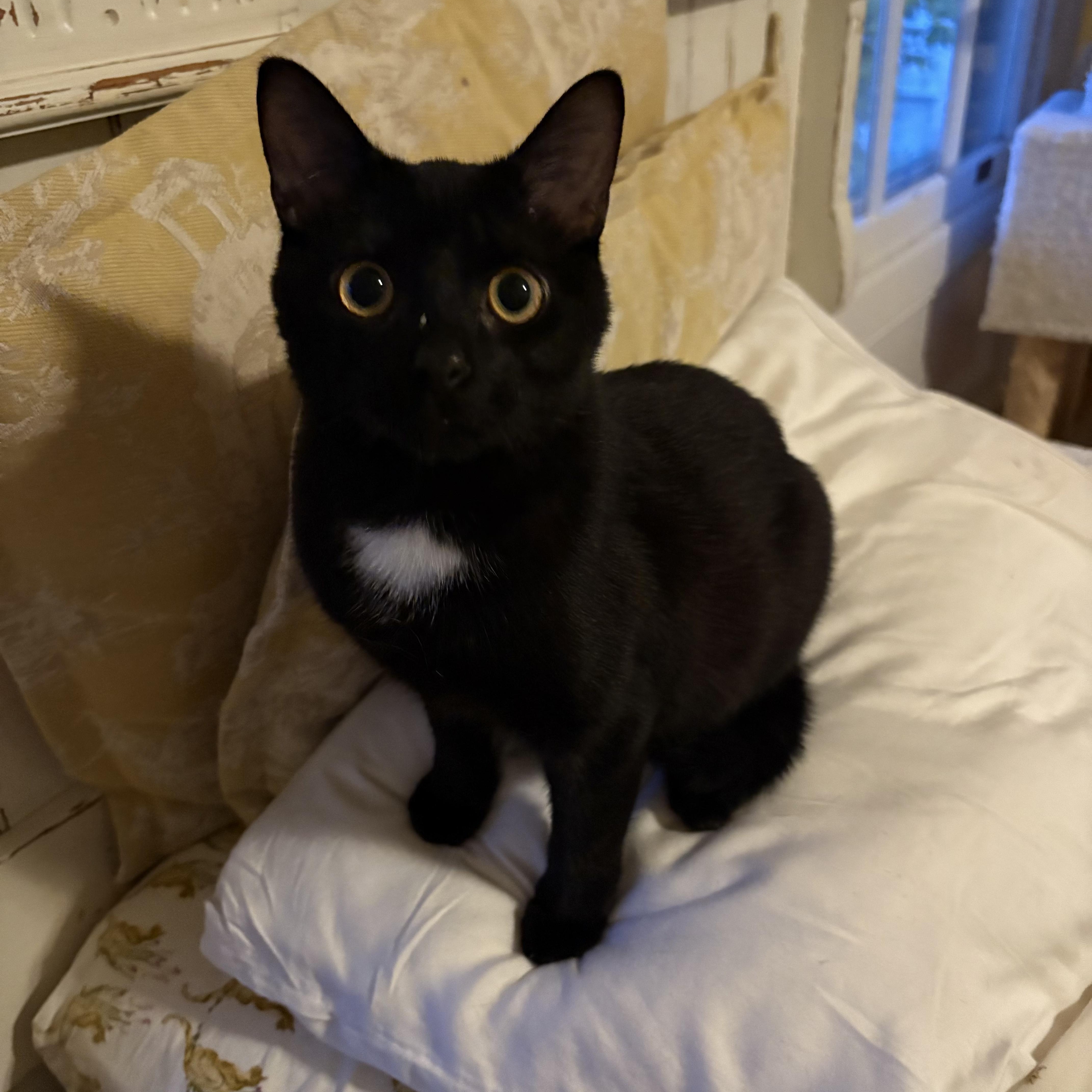 Enlarge Peter, an adopted Domestic Short Hair in LITTLE MOUNTAIN, SC image 5/5