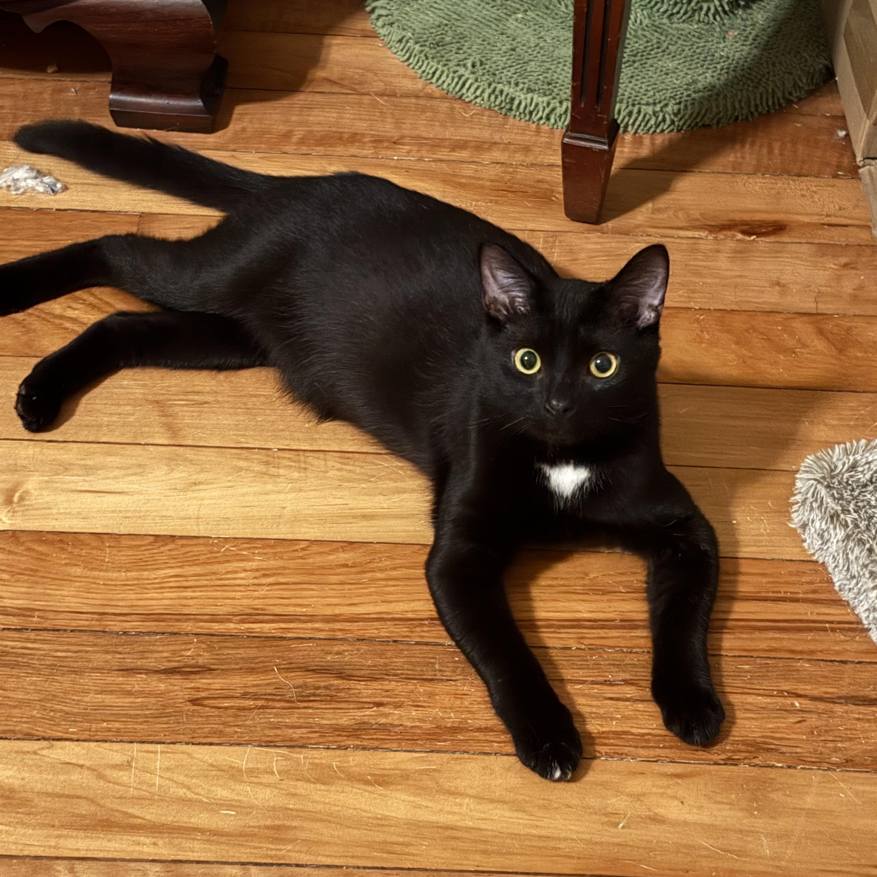 Enlarge Peter, an adopted Domestic Short Hair in LITTLE MOUNTAIN, SC image 3/5