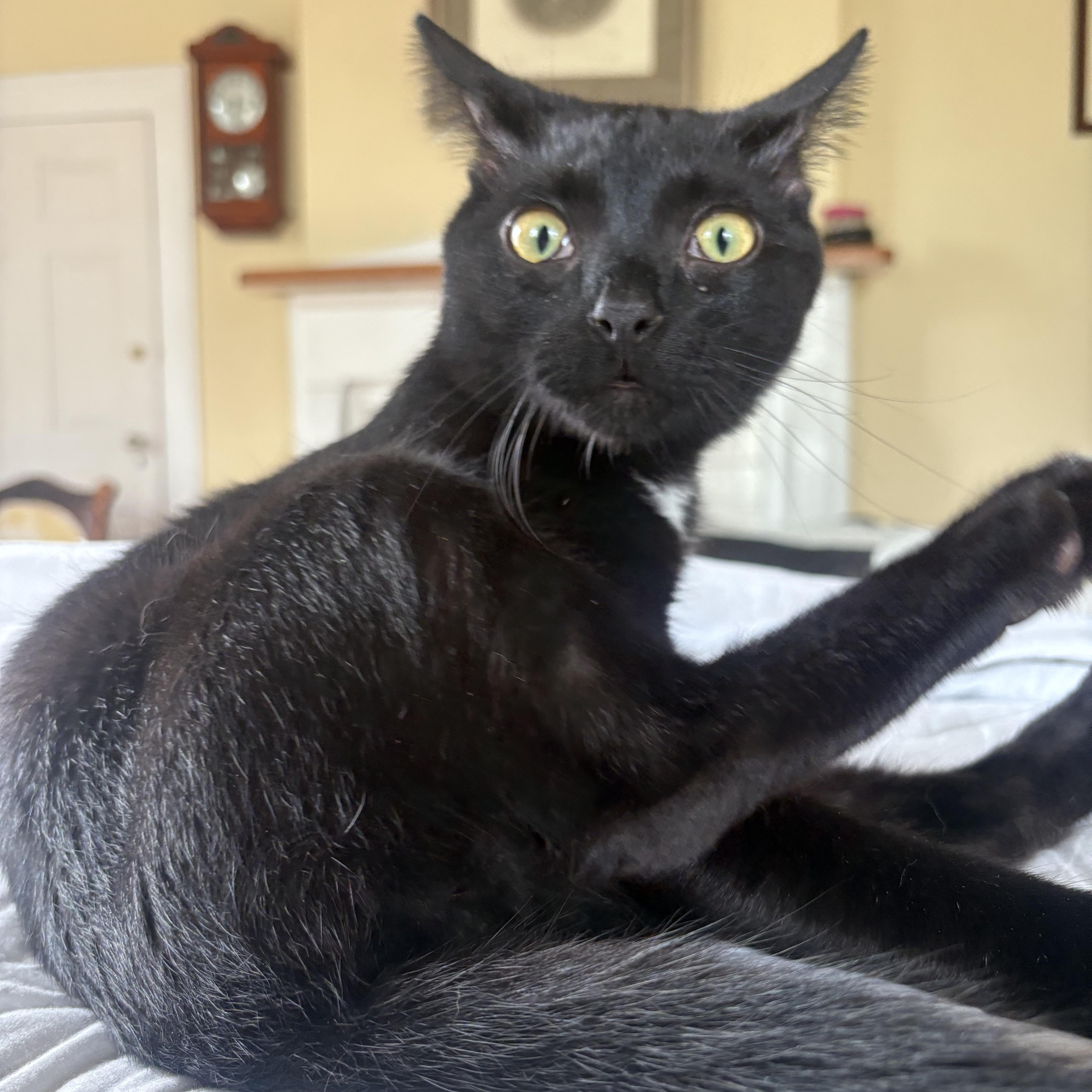 Enlarge Peter, an adopted Domestic Short Hair in LITTLE MOUNTAIN, SC image 2/5