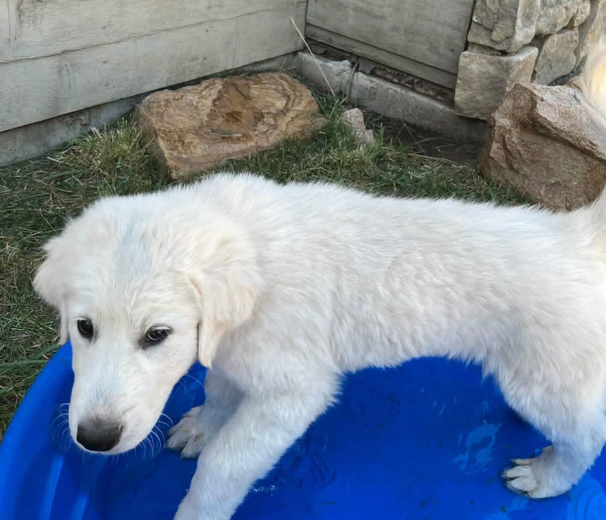 Enlarge Anthony, a Adoptable mixed breed in Denver, CO image 1/3
