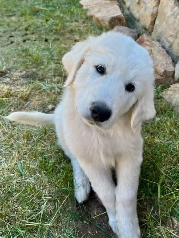 Enlarge Anthony, a Adoptable mixed breed in Denver, CO image 2/3