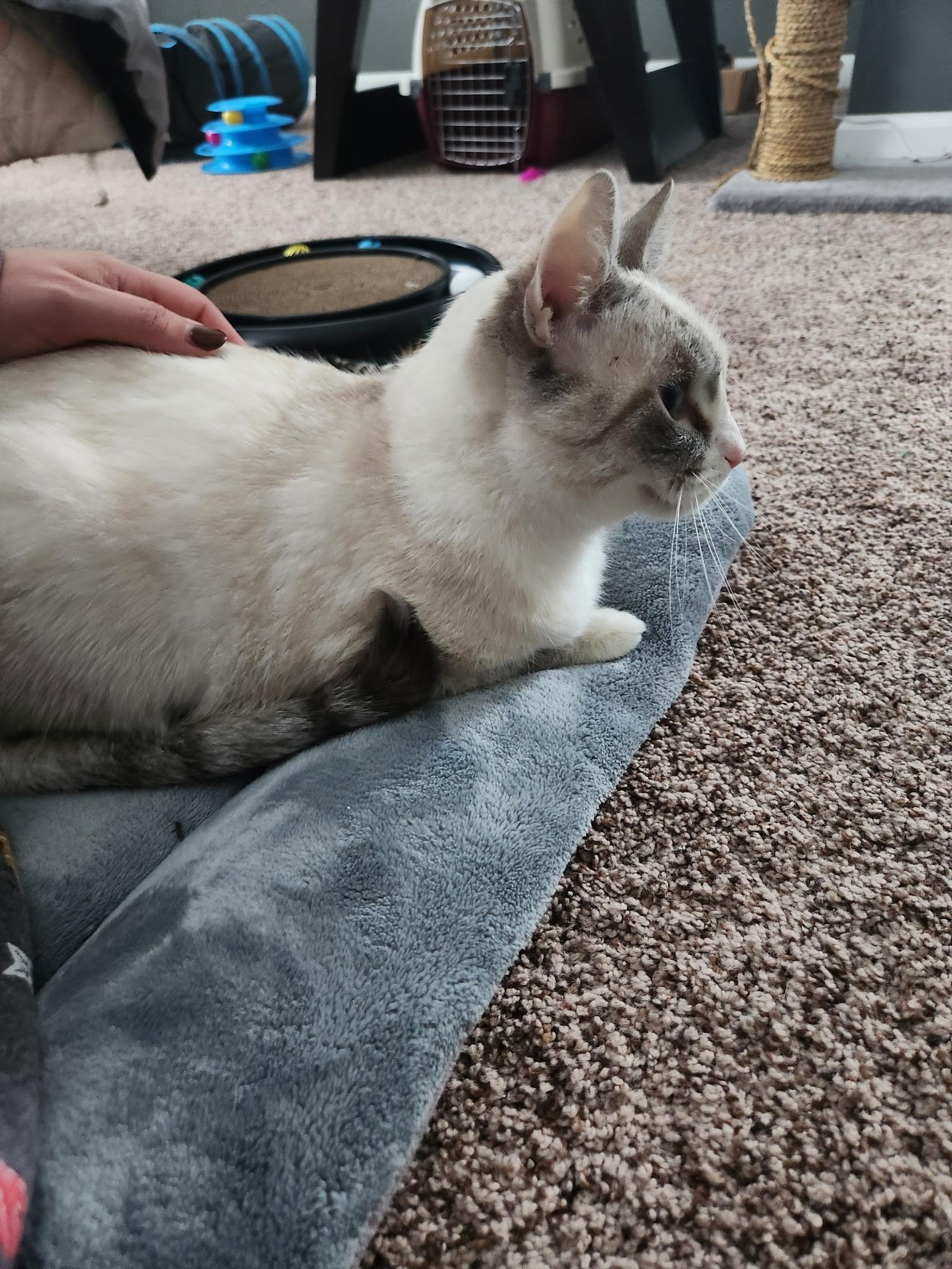 Pearl, a Adoptable mixed breed in Ashland, IL image 1/5