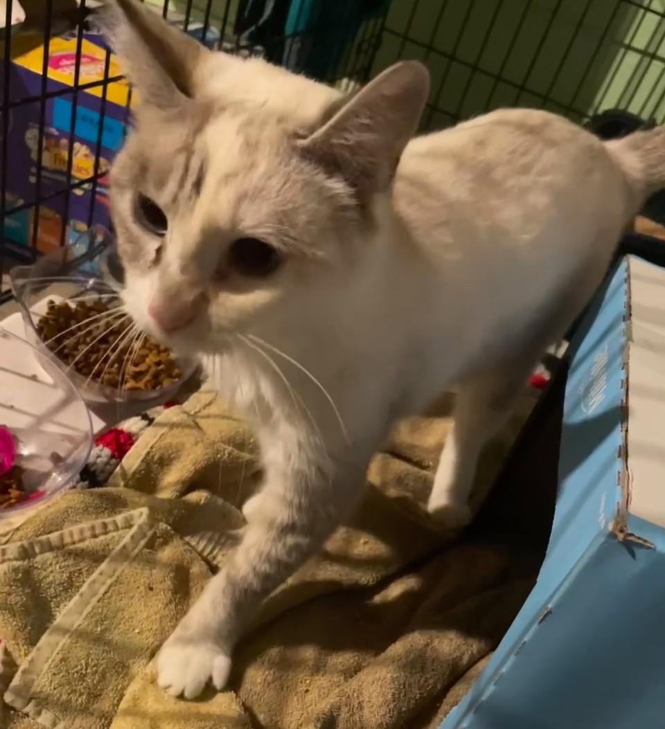 Pearl, a Adoptable mixed breed in Ashland, IL image 4/5