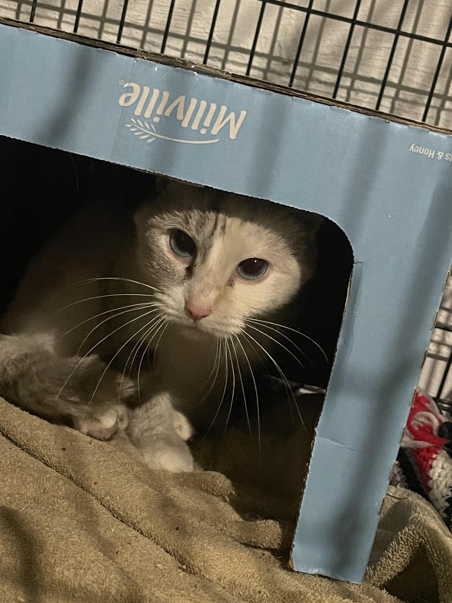 Pearl, a Adoptable mixed breed in Ashland, IL image 5/5