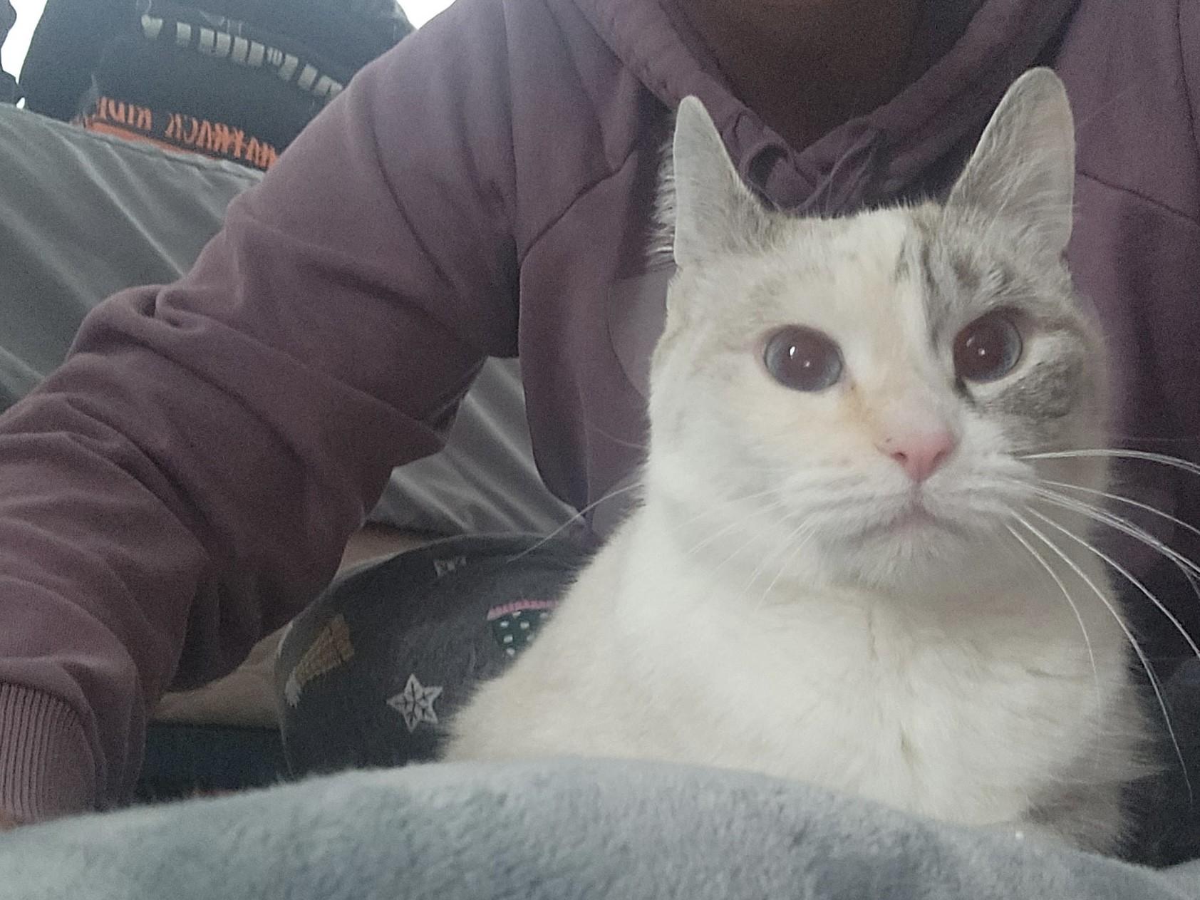 Pearl, a Adoptable mixed breed in Ashland, IL image 2/5