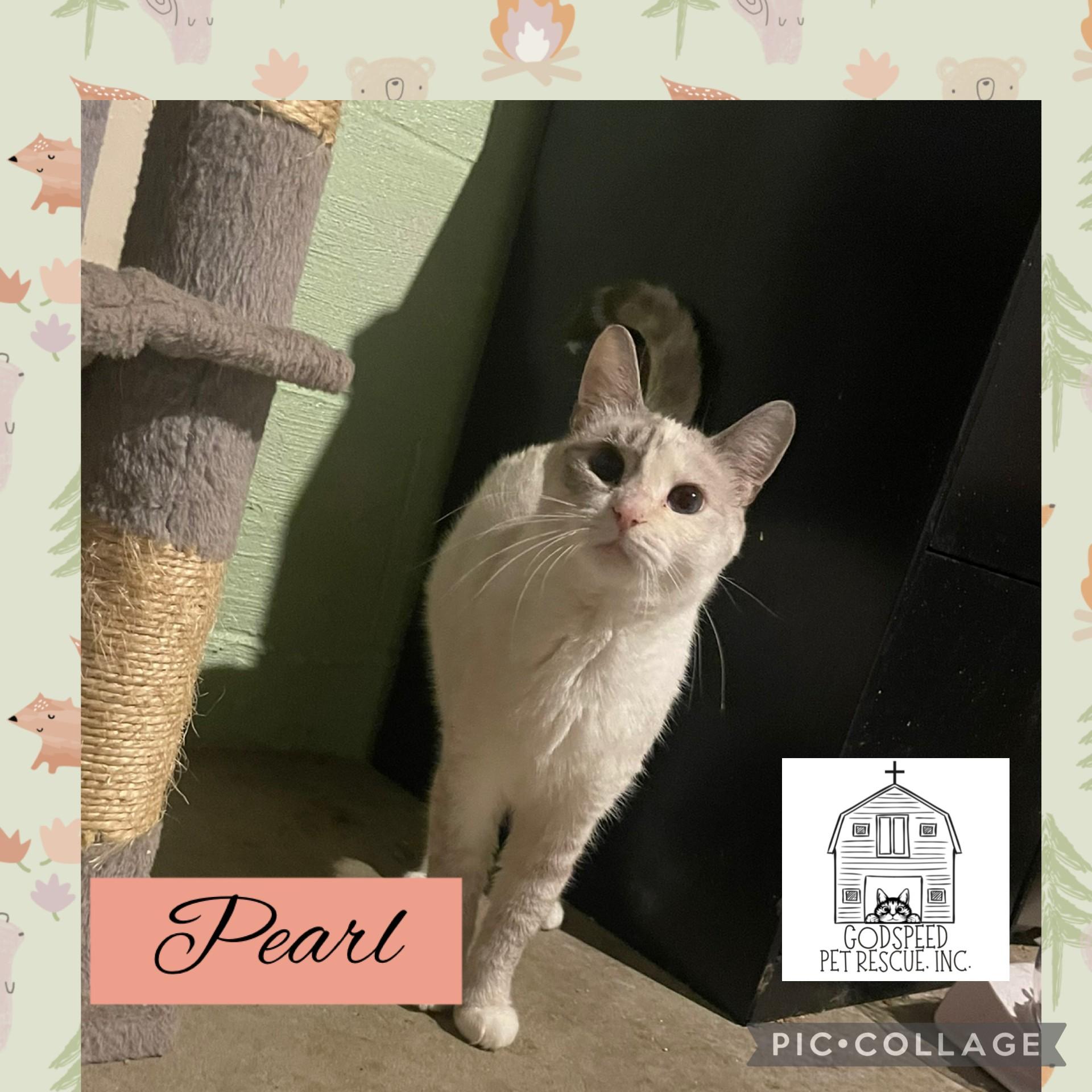 Pearl, Adoptable, Young Female Siamese & Domestic Short Hair.