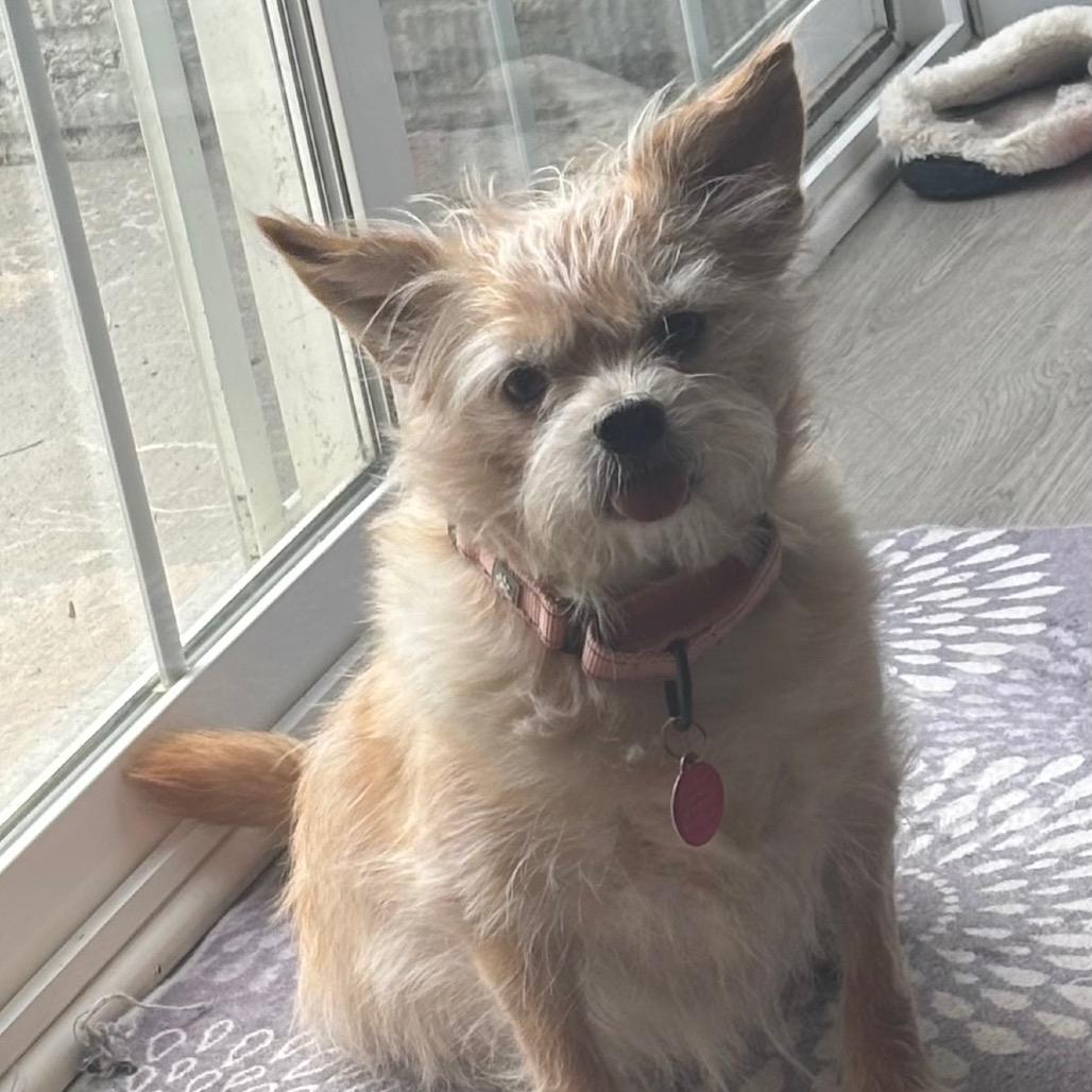 Bubble Tea, Adoptable, Adult Female Mixed Breed.