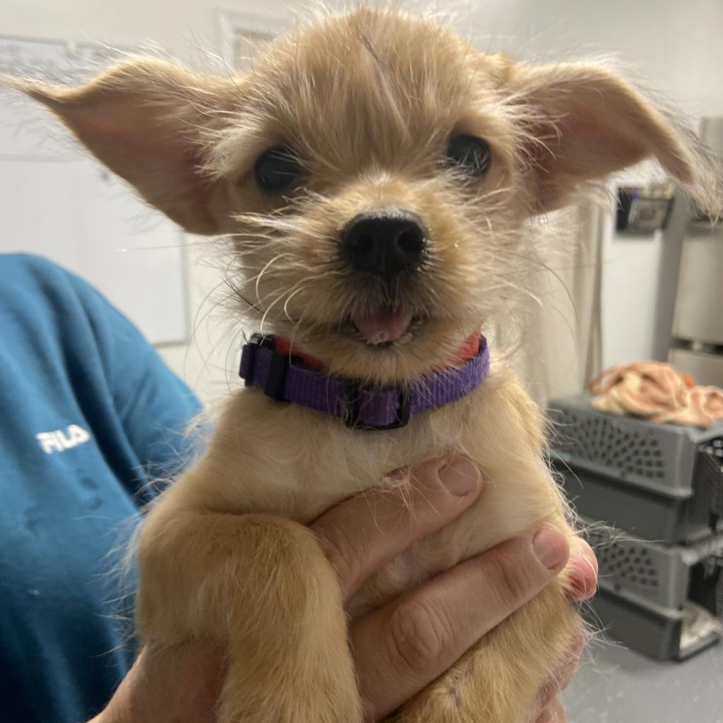 Bubble Tea, a Adoptable Mixed Breed in Fredericksburg, VA image 5/6