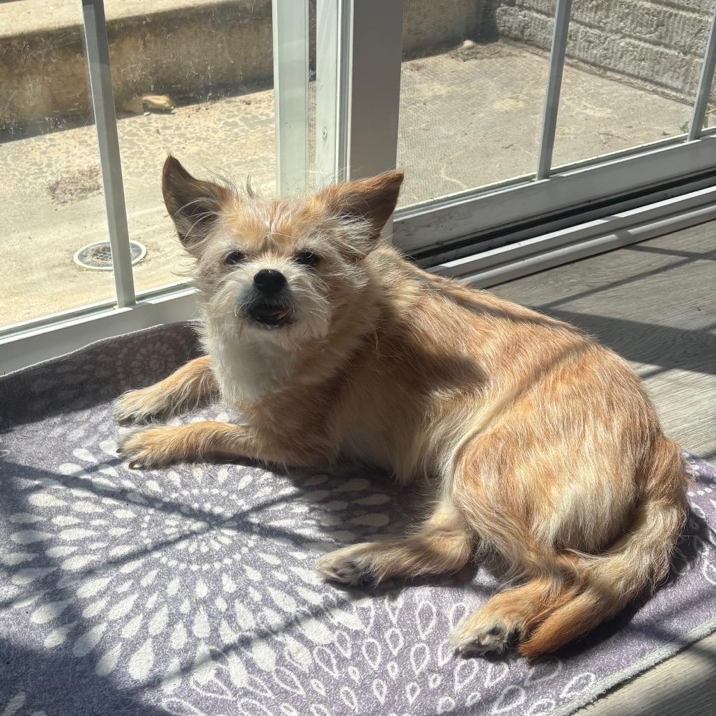 Bubble Tea, a Adoptable Mixed Breed in Fredericksburg, VA image 6/6