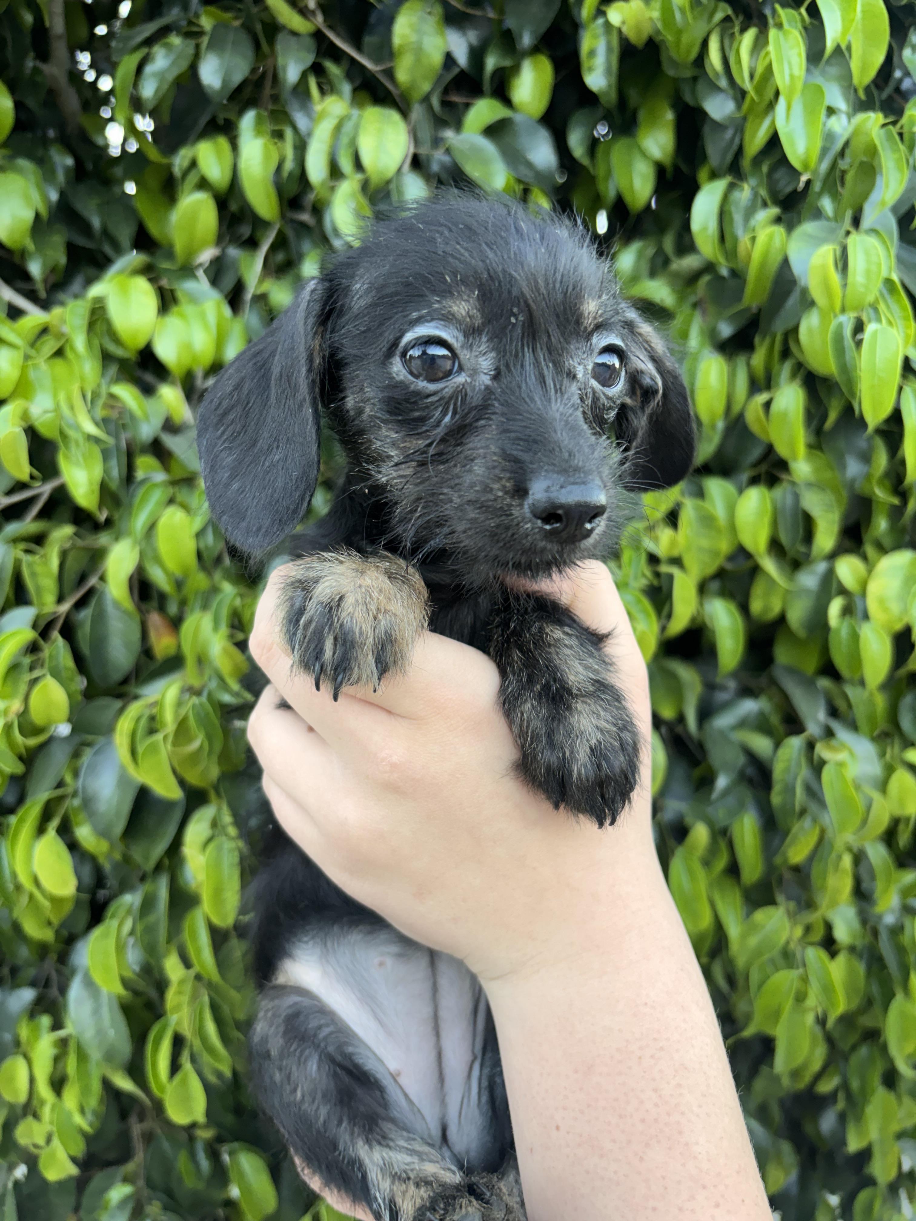 Enlarge Sylvie , an adopted Chiweenie in Corona, CA image 1/3