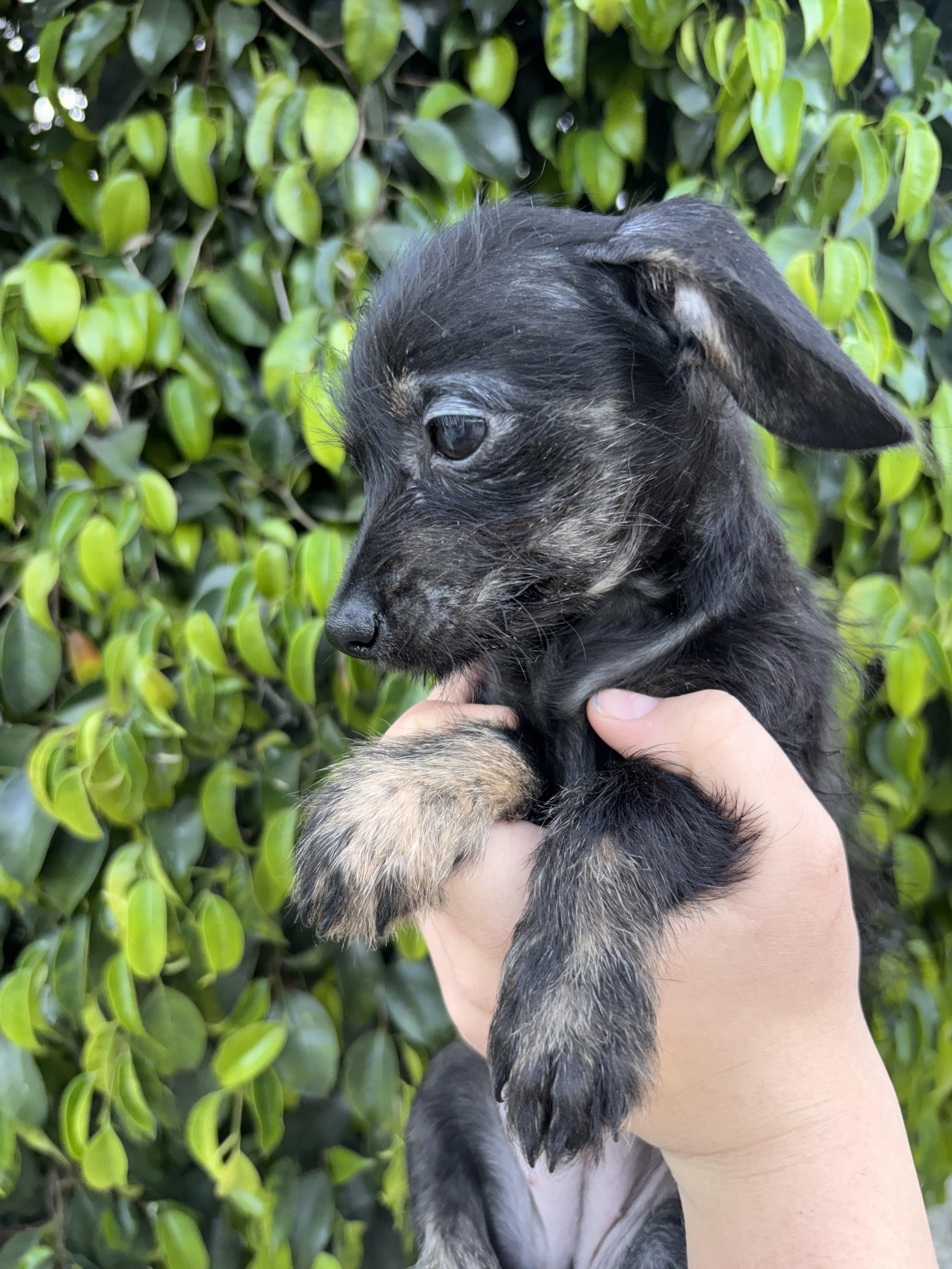 Enlarge Sylvie , an adopted Chiweenie in Corona, CA image 2/3