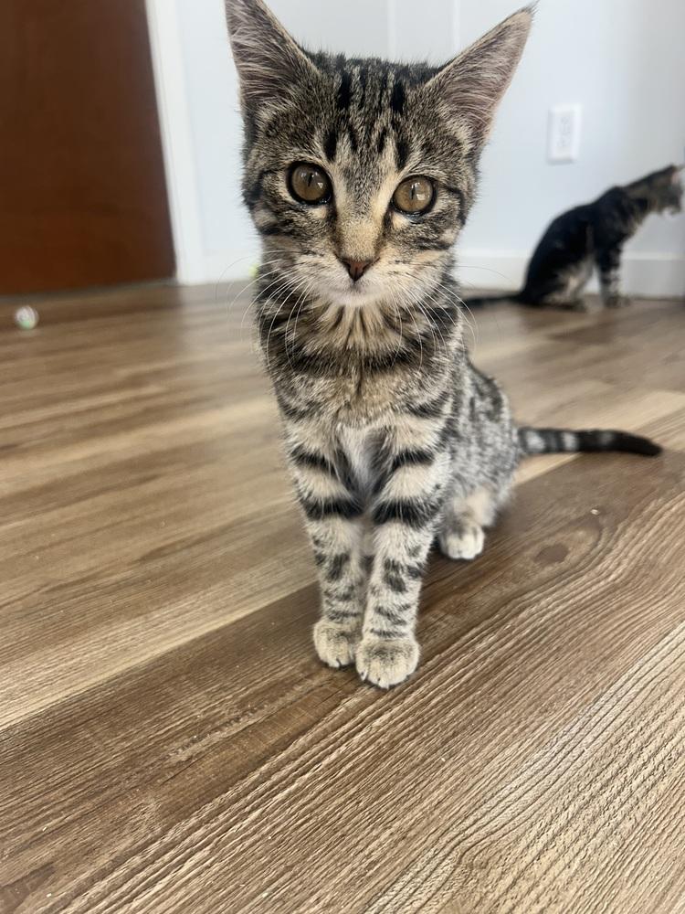 Mia, Adoptable, Kitten Female Domestic Short Hair.