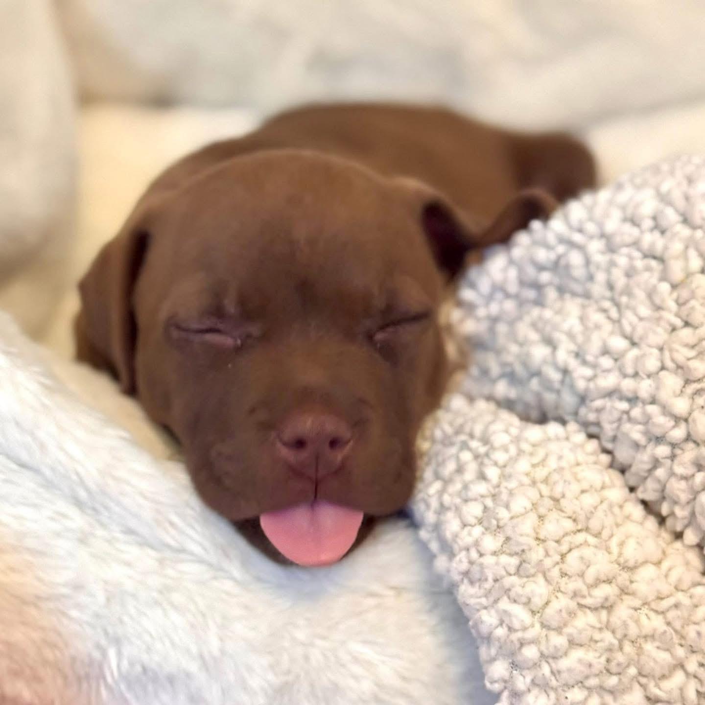 Enlarge Holler, a Adopted Mixed Breed in Smyrna, GA image 2/6