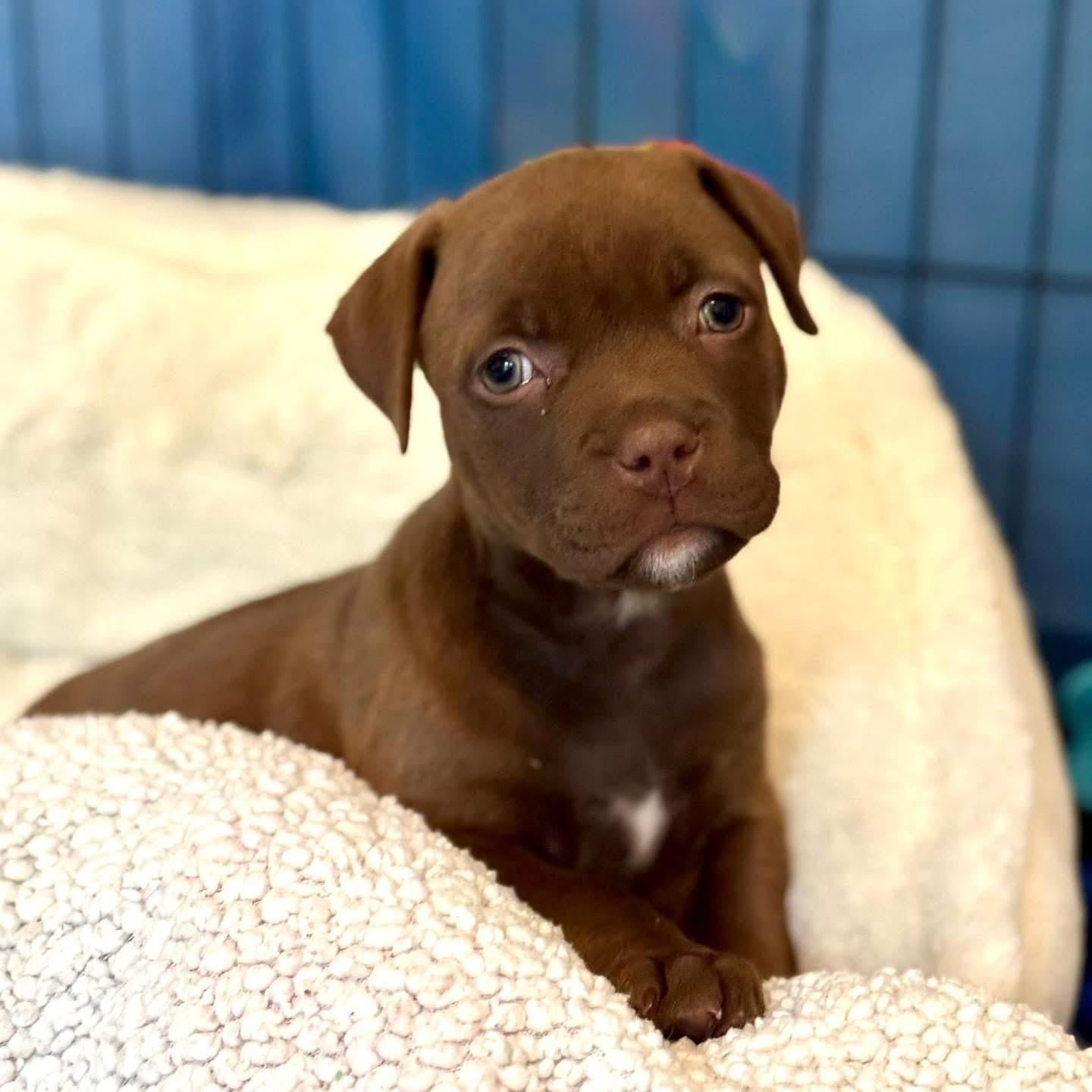 Enlarge Holler, a Adopted Mixed Breed in Smyrna, GA image 3/6