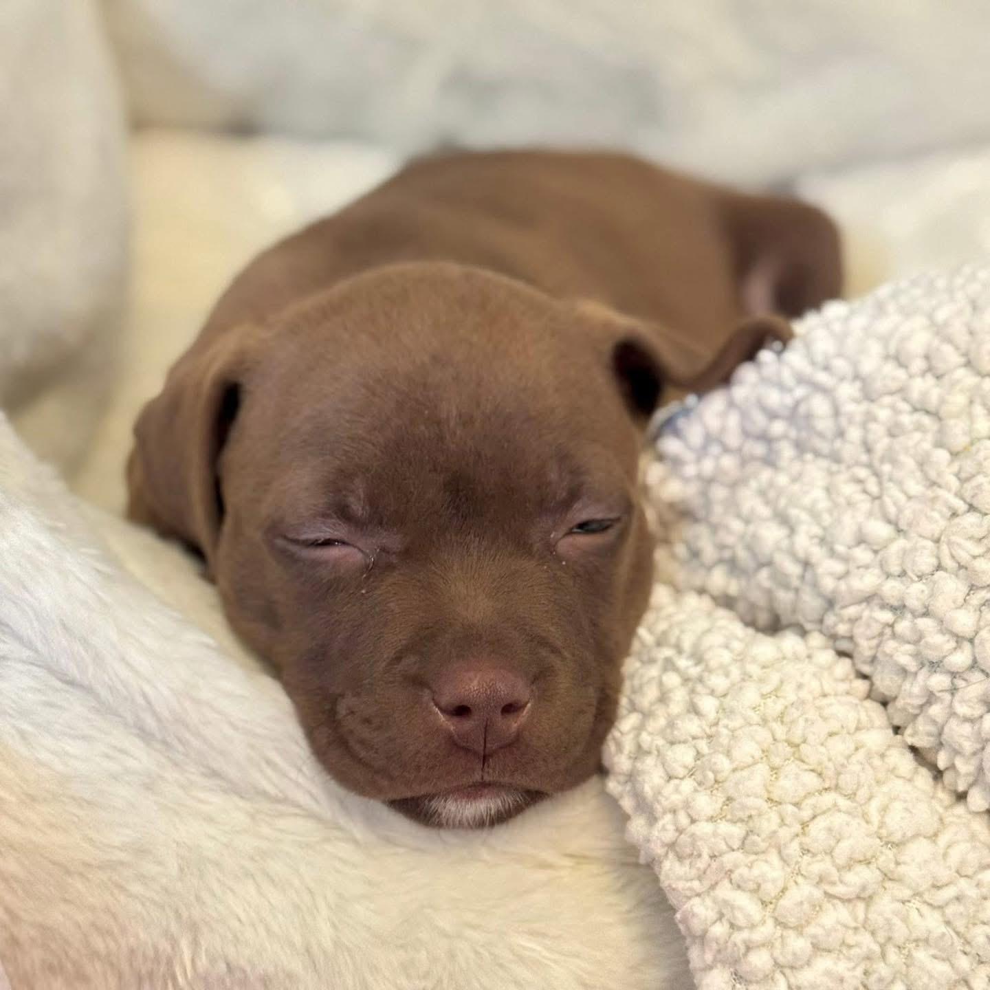 Enlarge Holler, a Adopted Mixed Breed in Smyrna, GA image 4/6