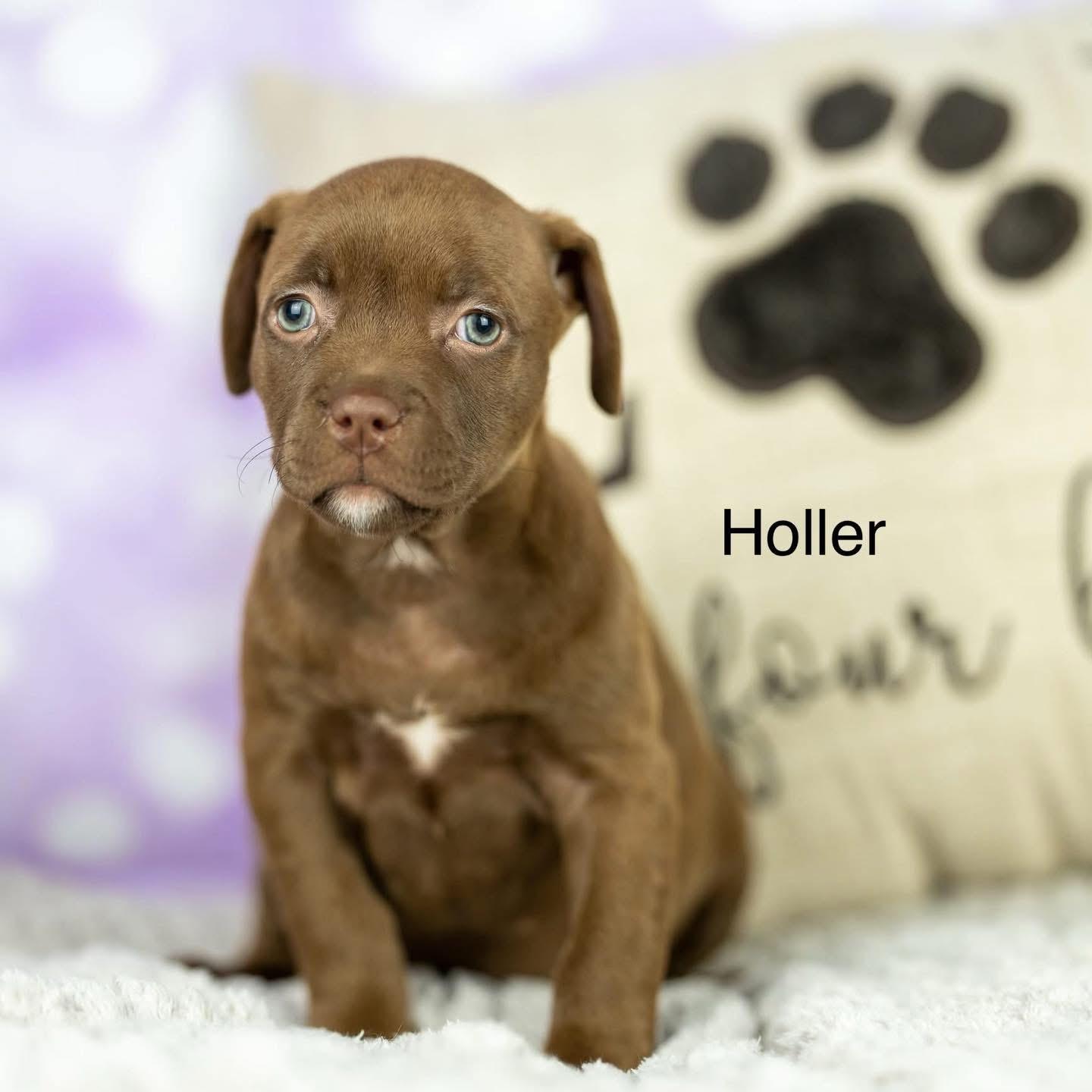 Enlarge Holler, a Adopted Mixed Breed in Smyrna, GA image 5/6