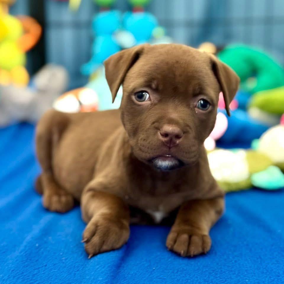 Holler, Adopted, Puppy Female Mixed Breed.