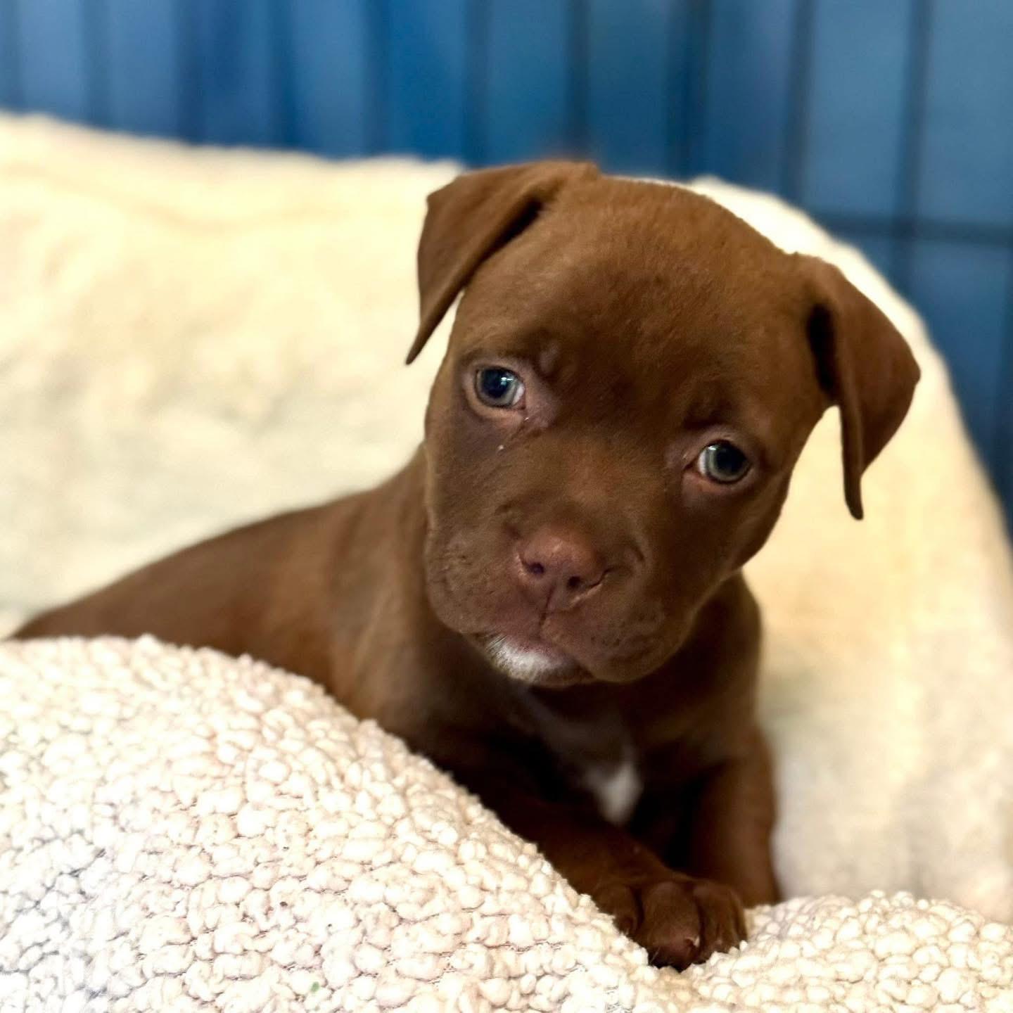 Enlarge Holler, a Adopted Mixed Breed in Smyrna, GA image 6/6