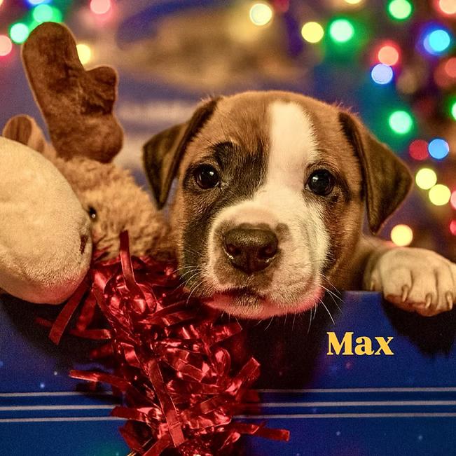 Enlarge Max, a ADOPTABLE mixed breed in Shinnston, WV image 2/4