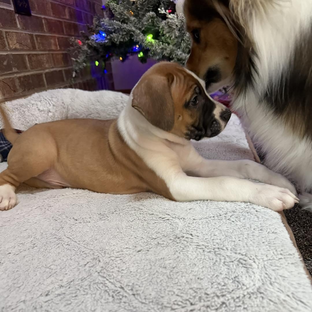 Enlarge Max, a ADOPTABLE mixed breed in Shinnston, WV image 4/4