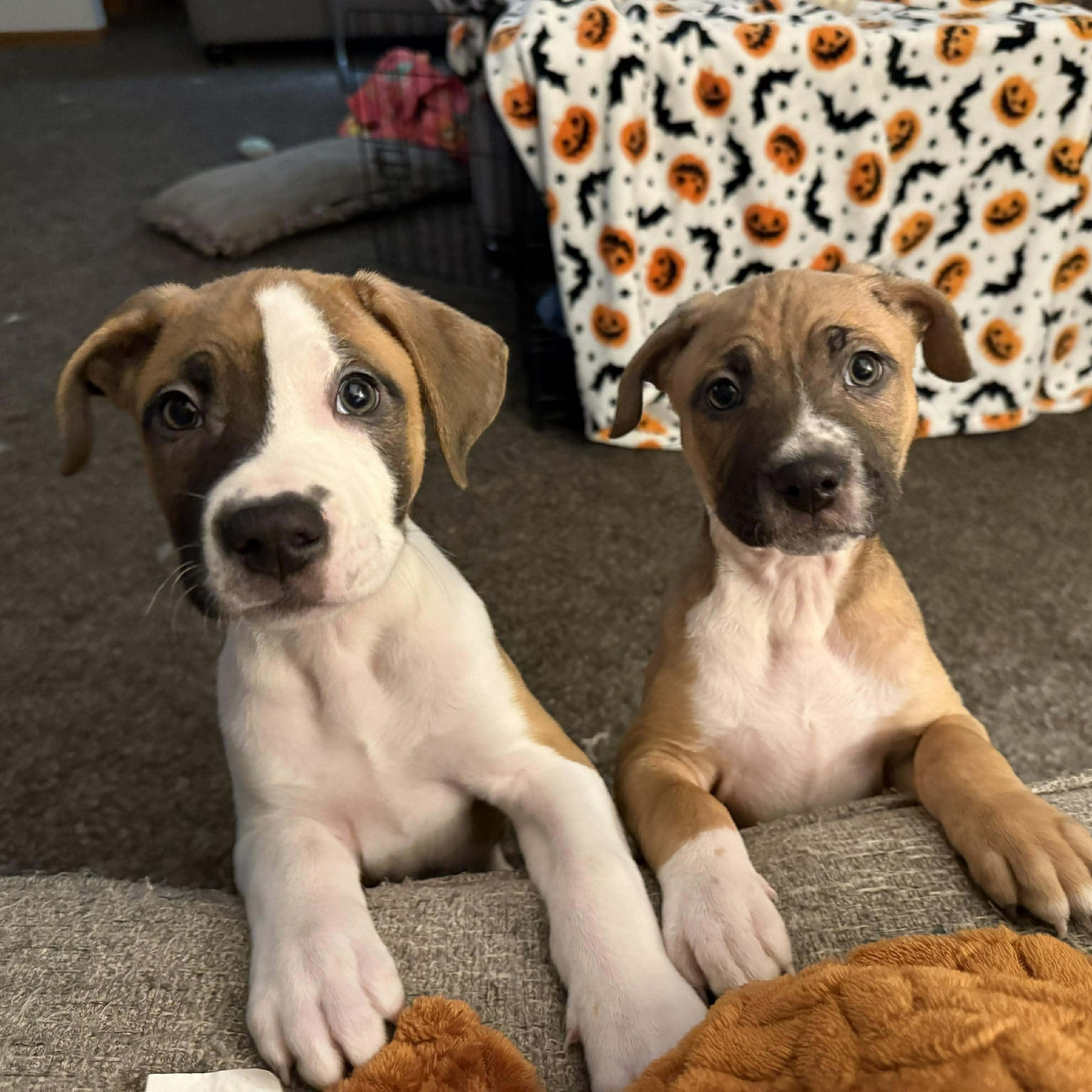 Enlarge Max, a ADOPTABLE mixed breed in Shinnston, WV image 3/4