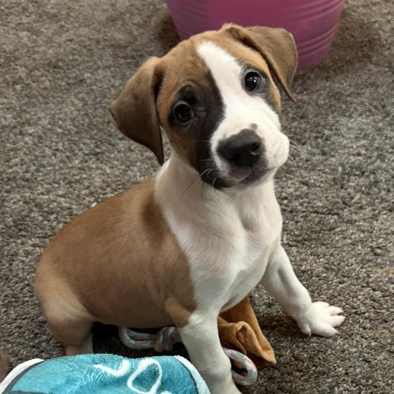 Max, ADOPTABLE, Puppy Male Pit Bull Terrier & Hound.