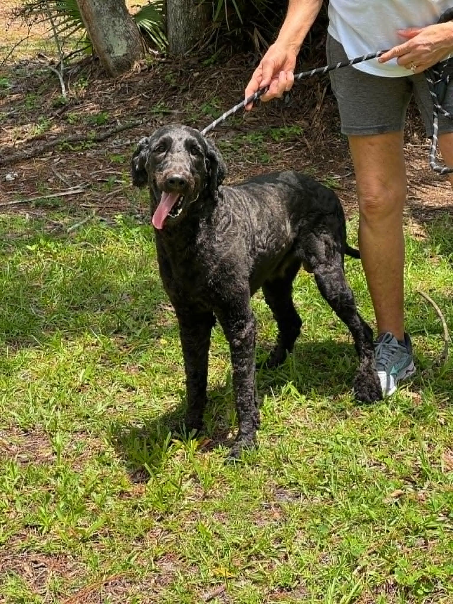Chipper, an adopted mixed breed in New Smyrna Beach, FL image 5/5