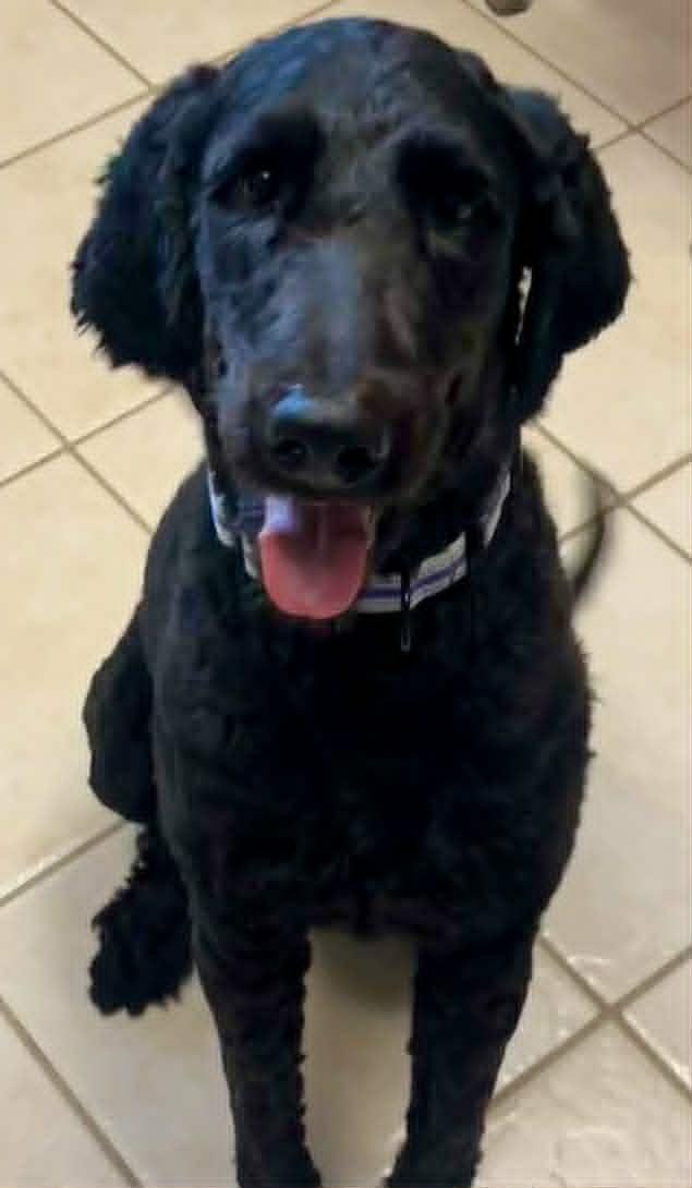 Chipper, an adopted mixed breed in New Smyrna Beach, FL image 2/5