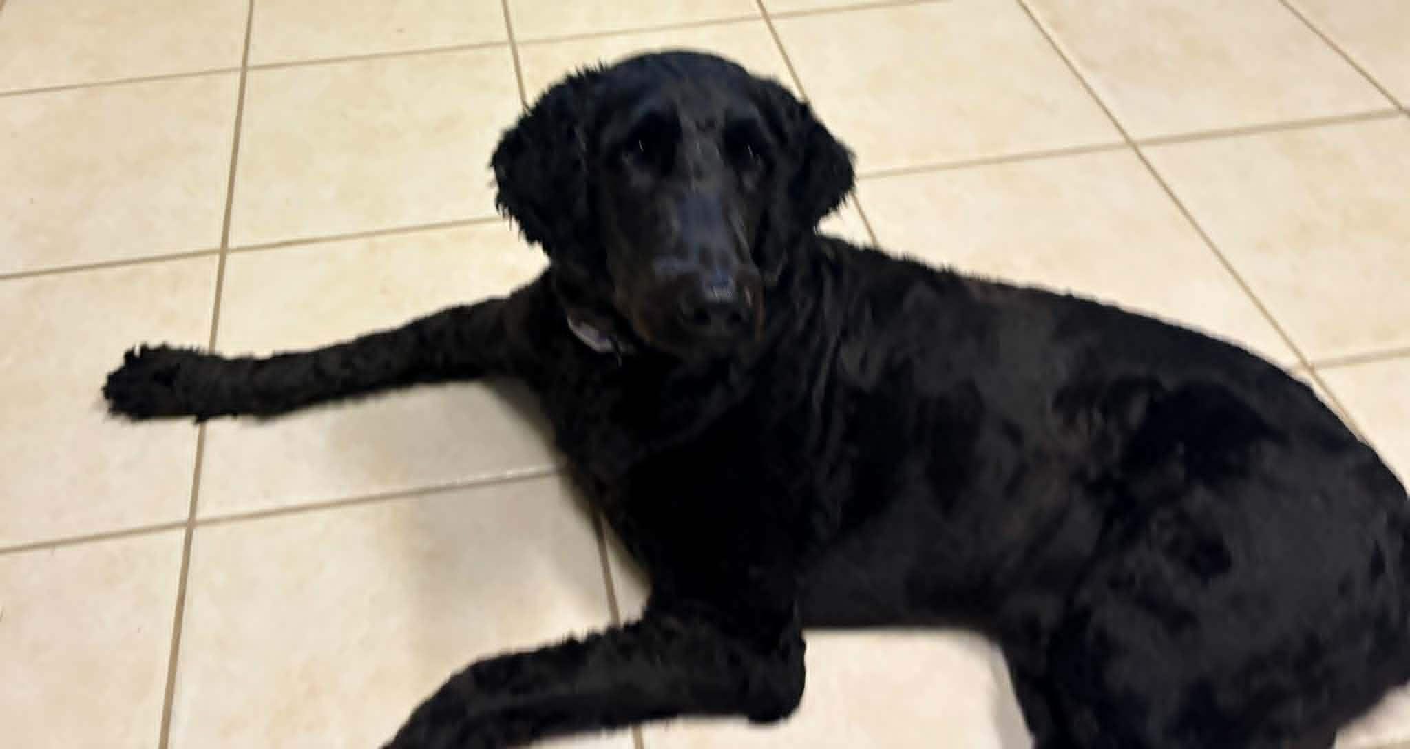 Chipper, an adopted mixed breed in New Smyrna Beach, FL image 3/5