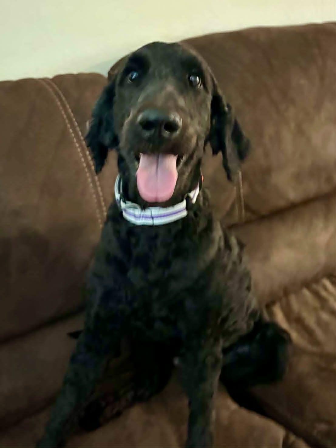 Chipper, an adopted mixed breed in New Smyrna Beach, FL image 4/5