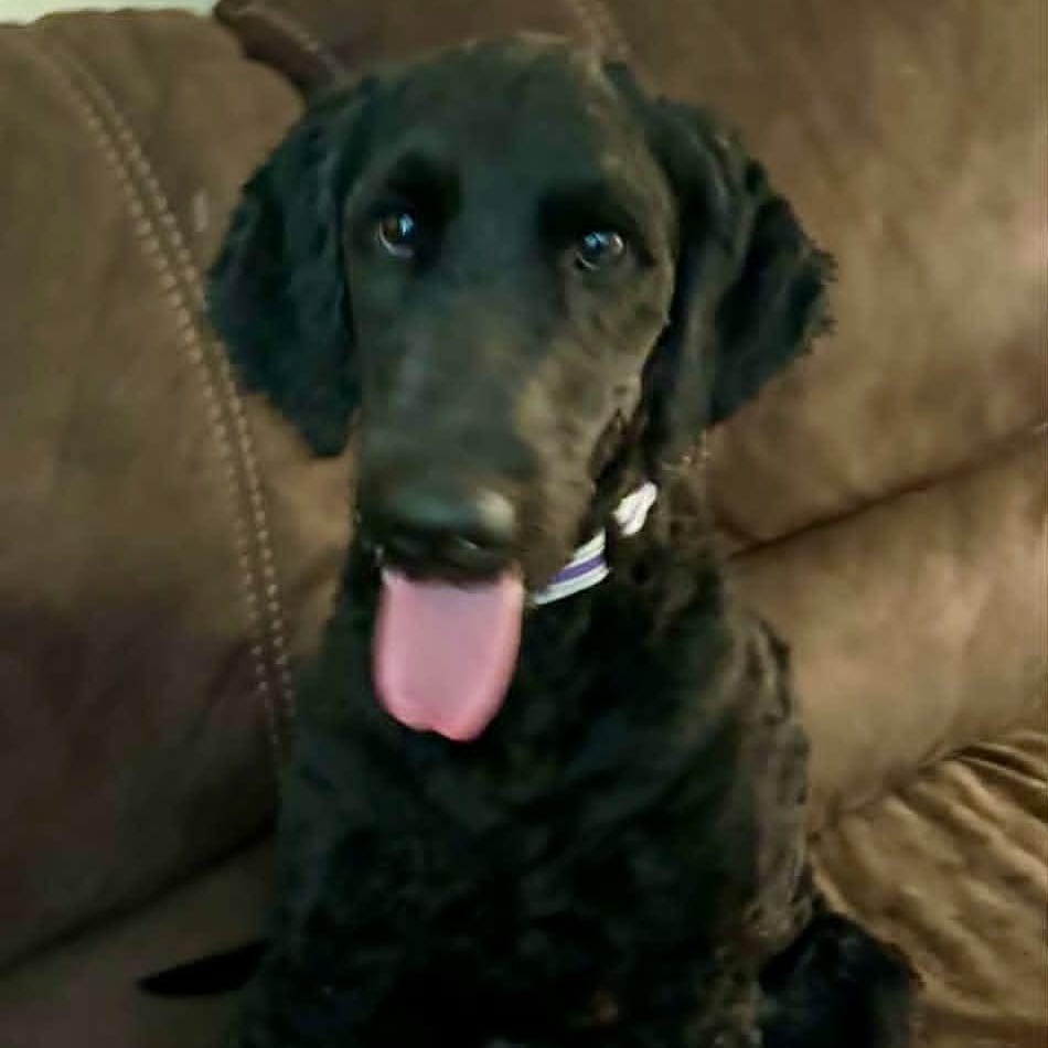 Chipper, adopted, Young Male Poodle.