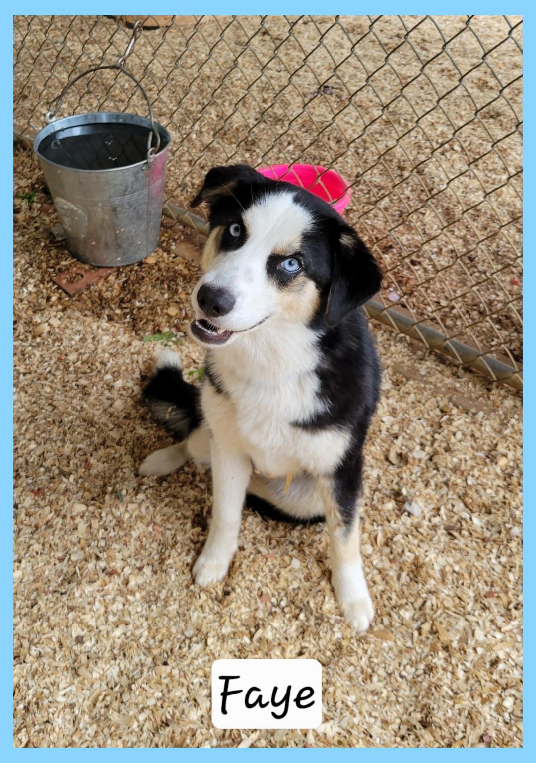 Enlarge Faye, a ADOPTABLE mixed breed in Granbury, TX image 1/1