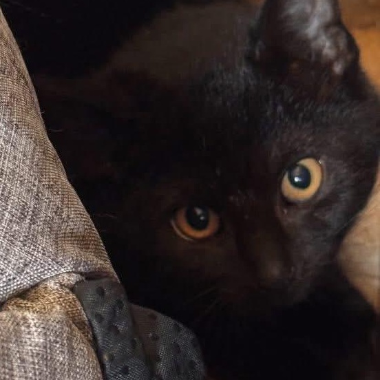 Monica, Adoptable, Kitten Female Domestic Short Hair.