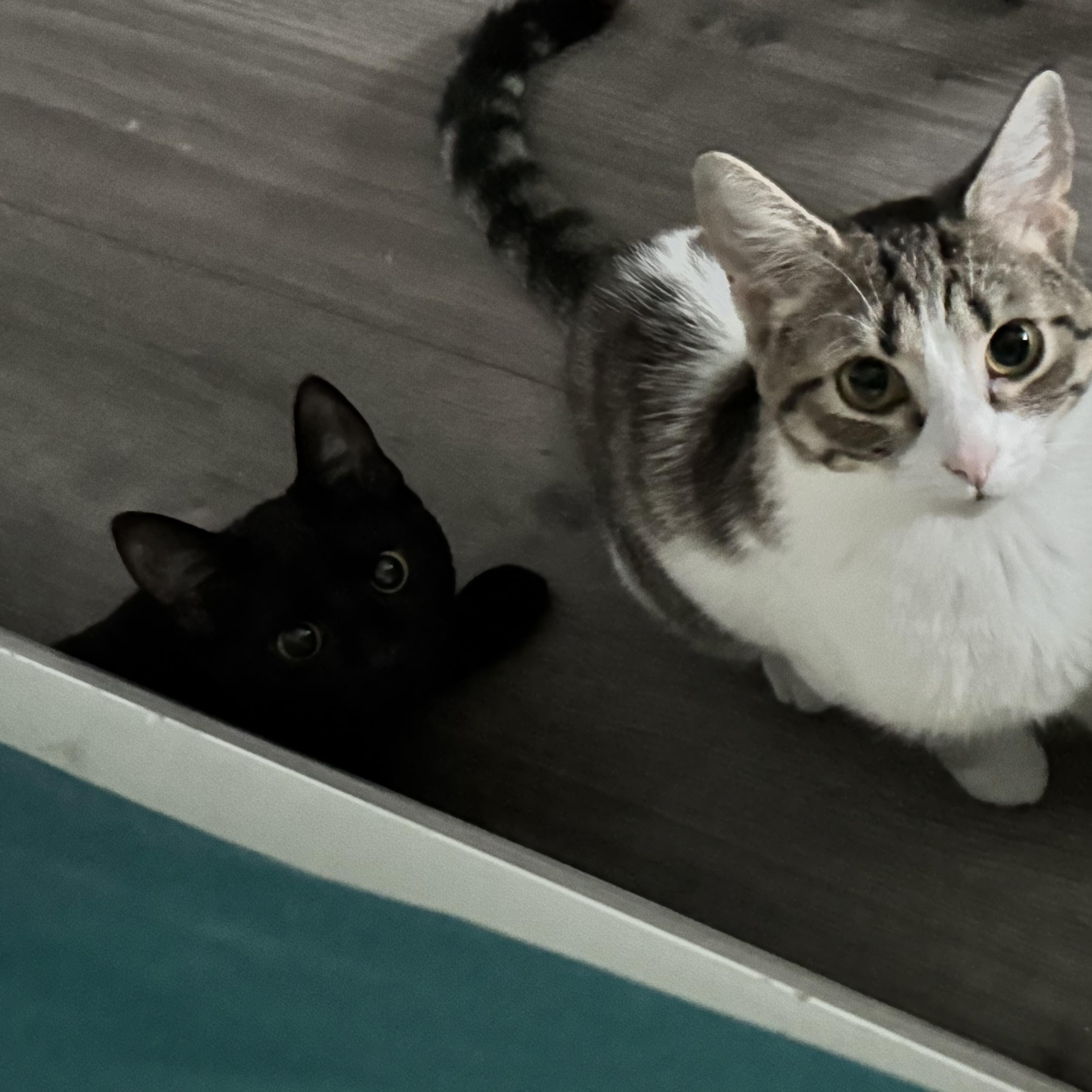 Enlarge Monica, a Adoptable Domestic Short Hair in Turnersville, NJ image 2/2