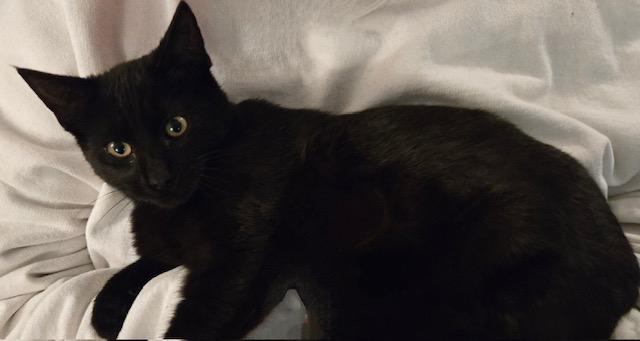 Enlarge Molokai, a Adoptable Domestic Short Hair in Tustin, CA image 3/4